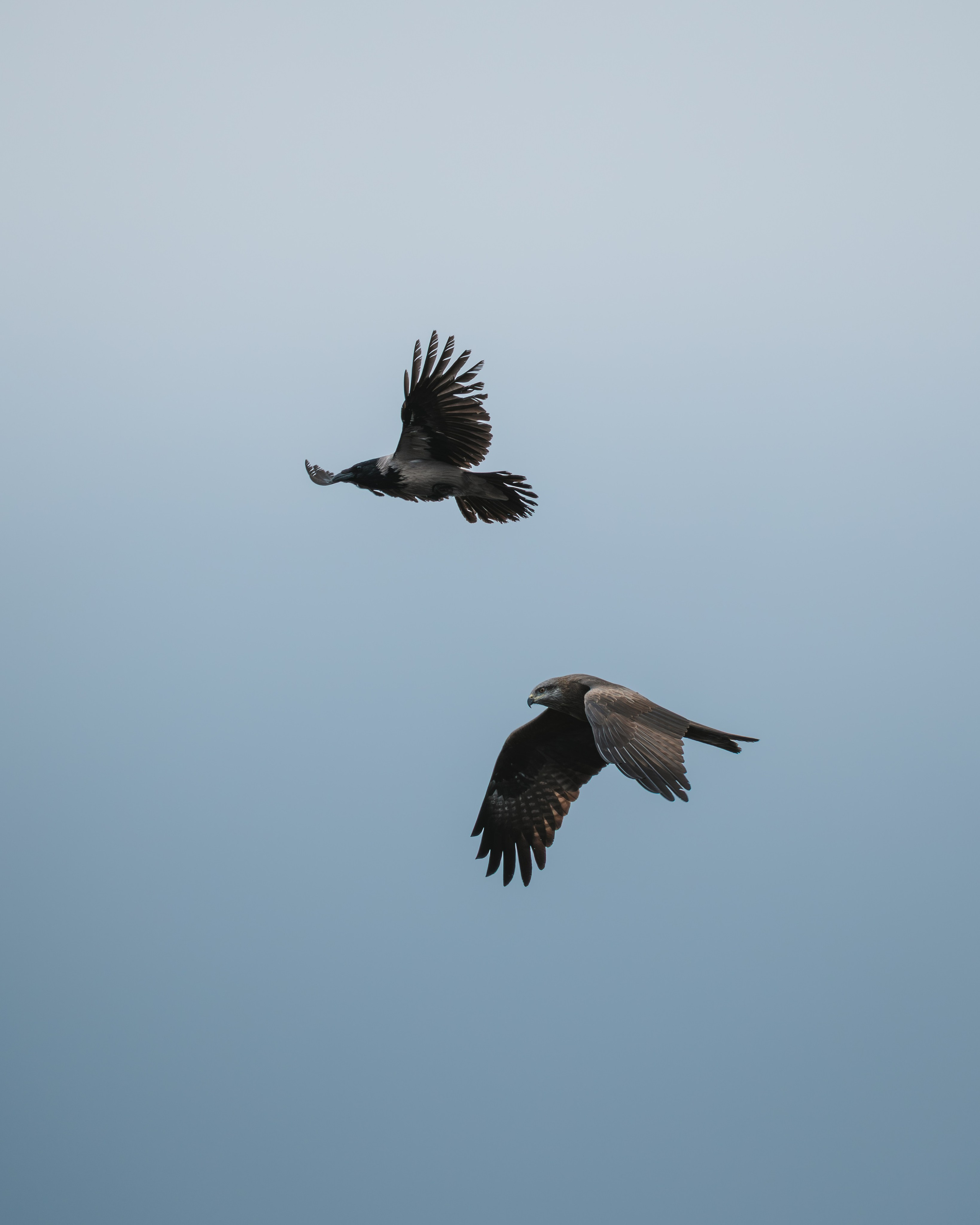 Voronezh 2026. Anton Chernov | Wildlife photographer