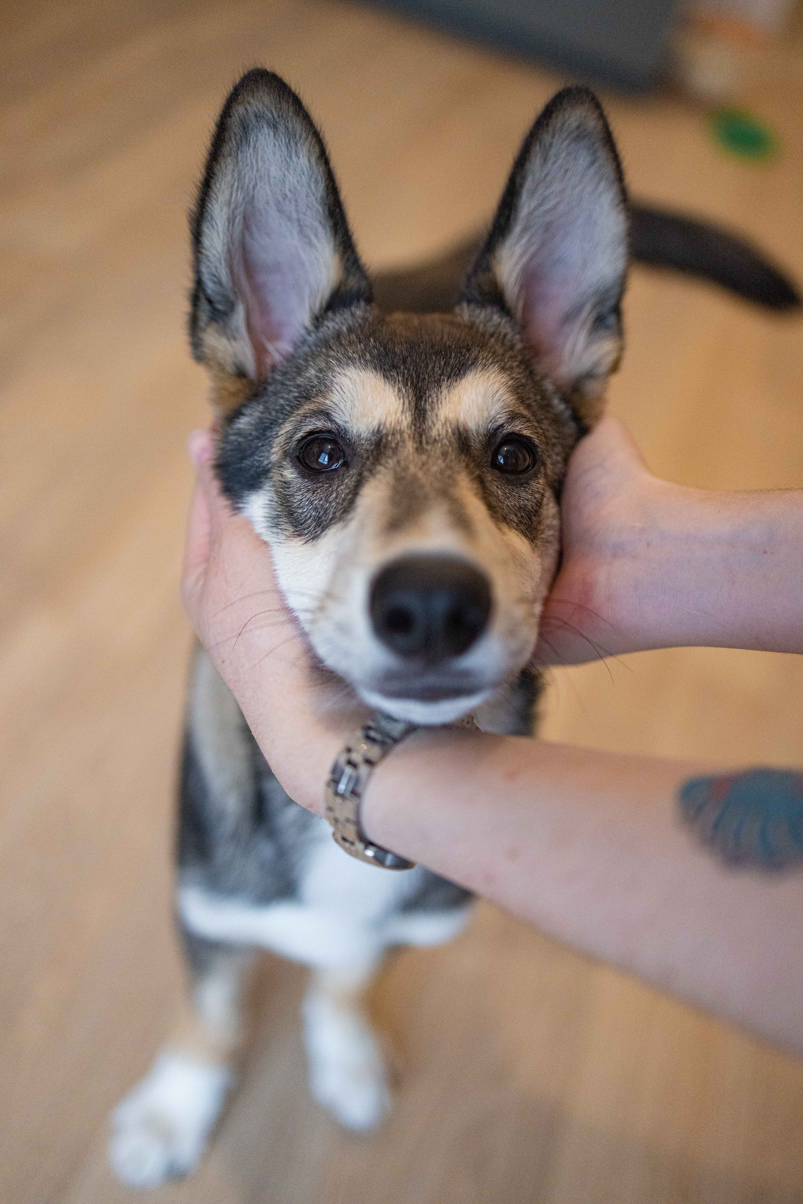 Шами. Фотограф-анималист в Москве Лера Черноног