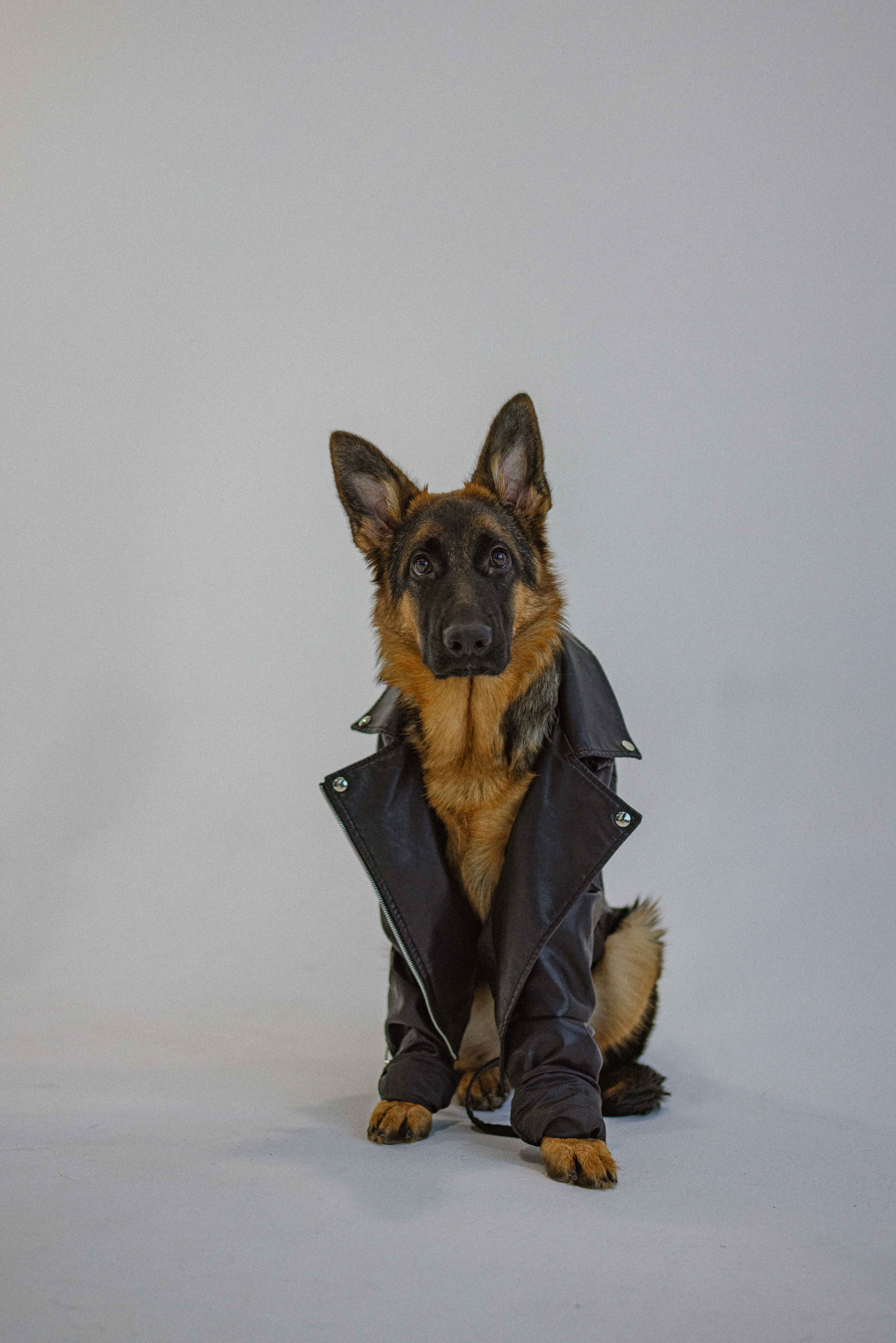 Ася и Буся. Фотограф-анималист в Москве Лера Черноног