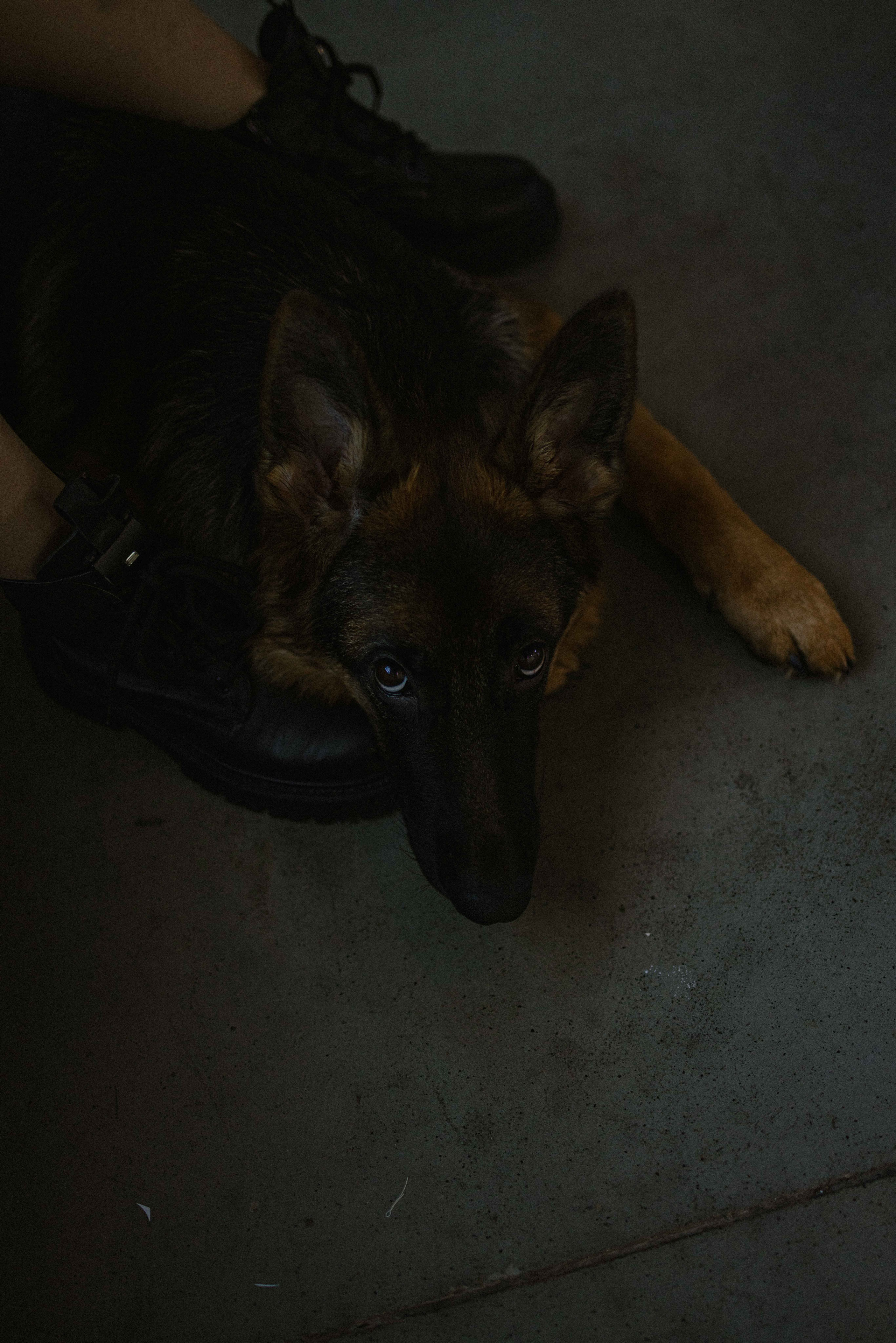 Ася и Буся. Фотограф-анималист в Москве Лера Черноног