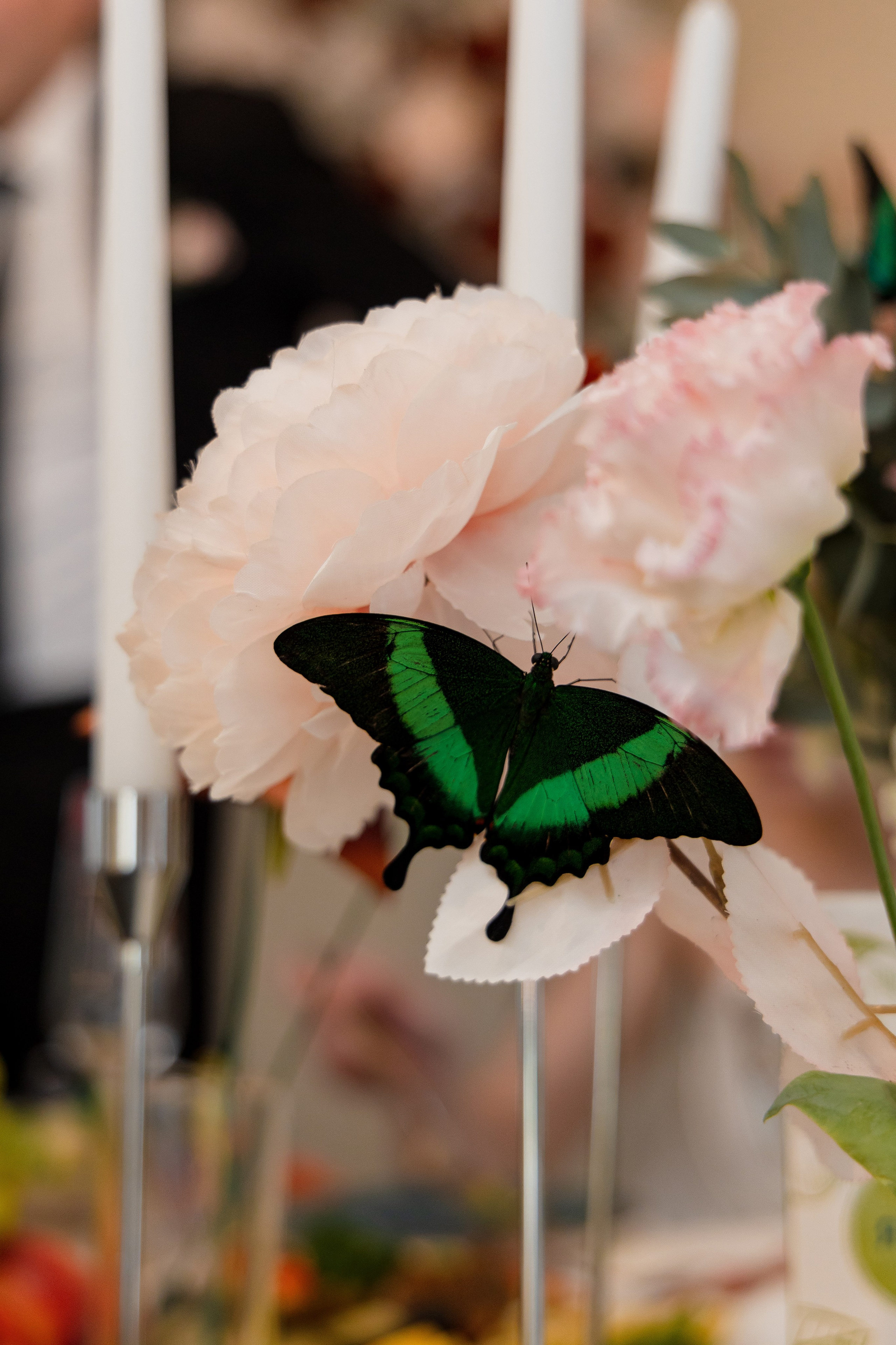 Михаил и Виктория. Свадебный и семейный фотограф в Каспийске Алёна Нурмагомедова