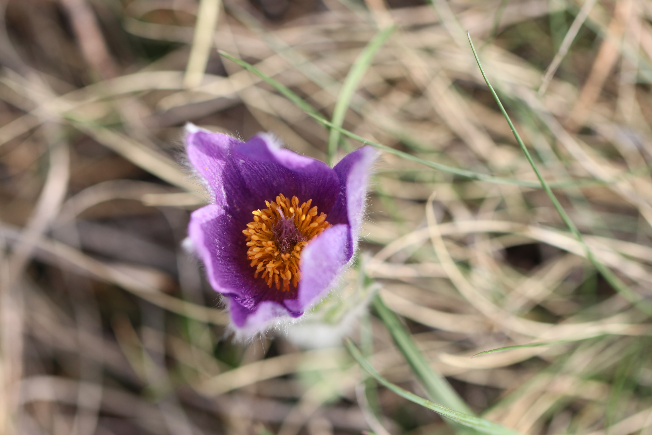 Крым. ЮБК (Бахчисарай, Кастрополь, Таракташская тропа). Май 2021. Путешественник-фотограф из Санкт-Петербурга Татьяна Свистулина