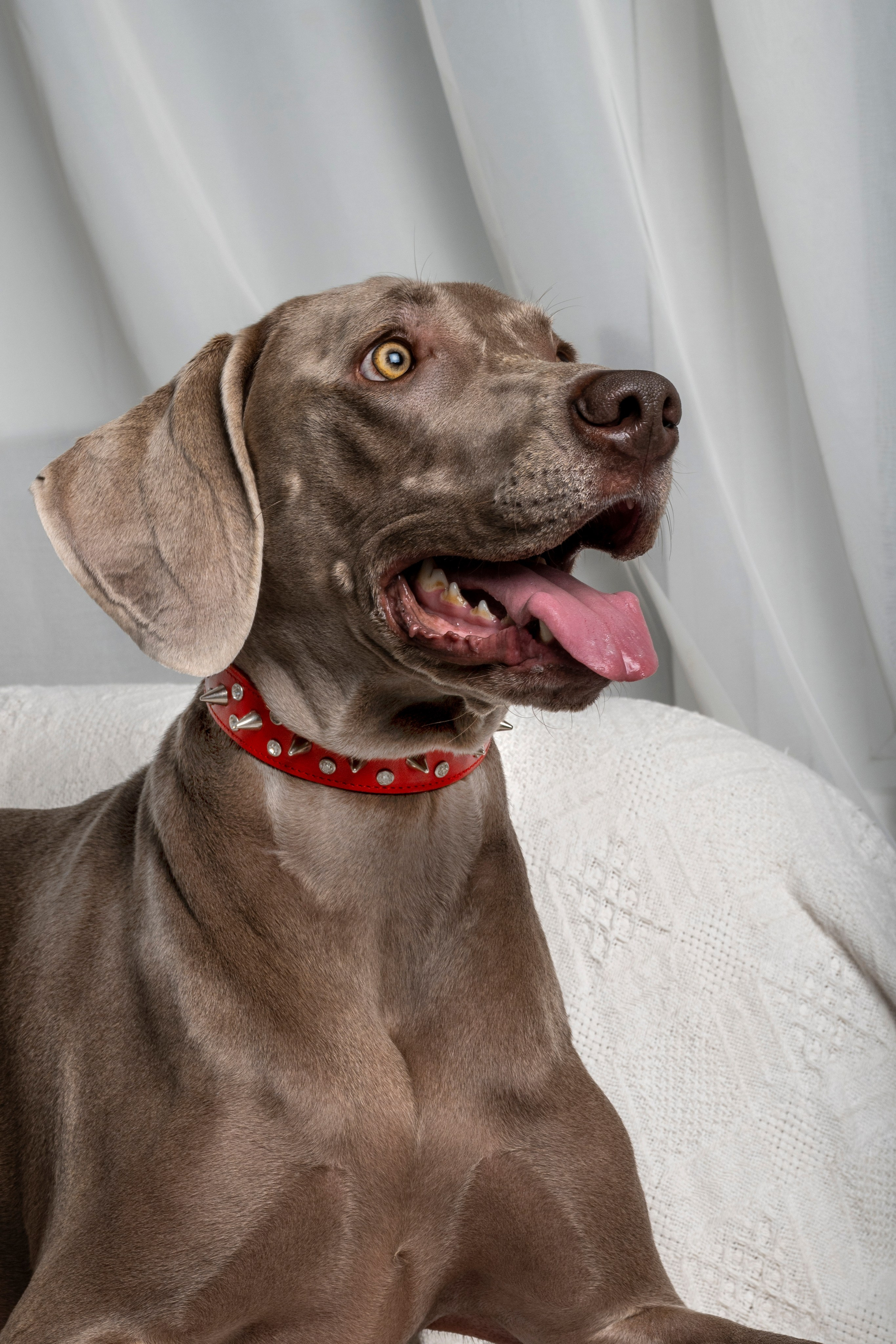 Рекламная фотосессия ошейников. Фотограф анималист в Санкт-Петербурге Таша Крейв