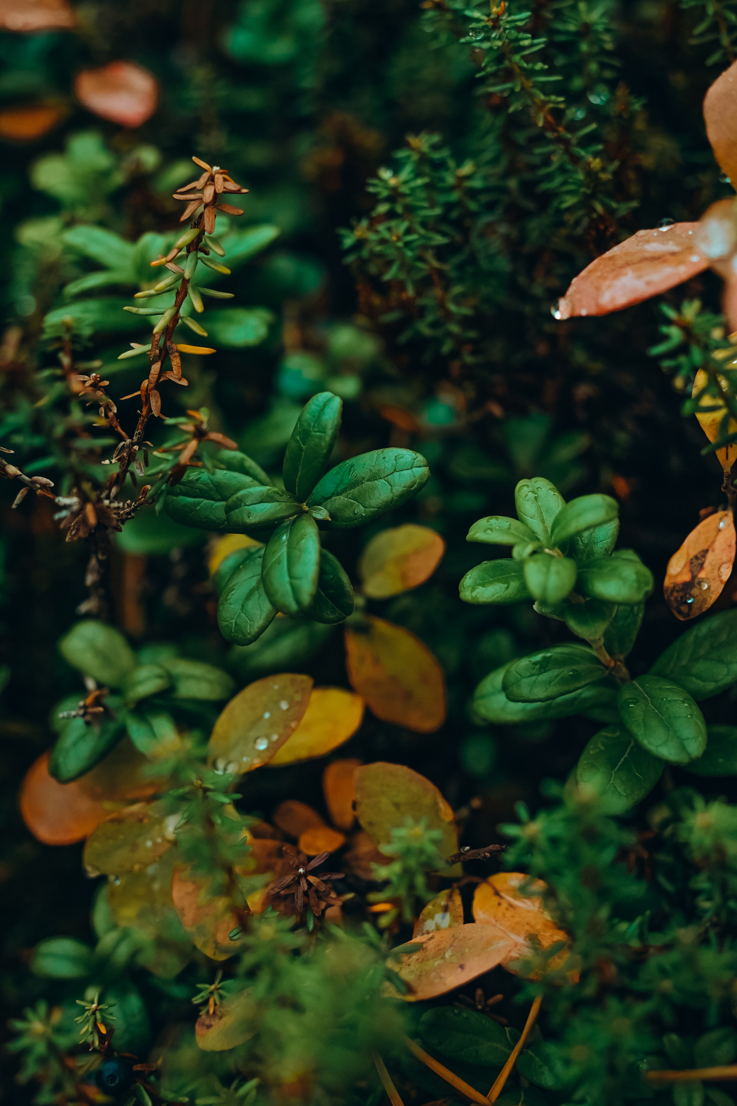 СЕВЕР. Event фотограф Степанова Александра