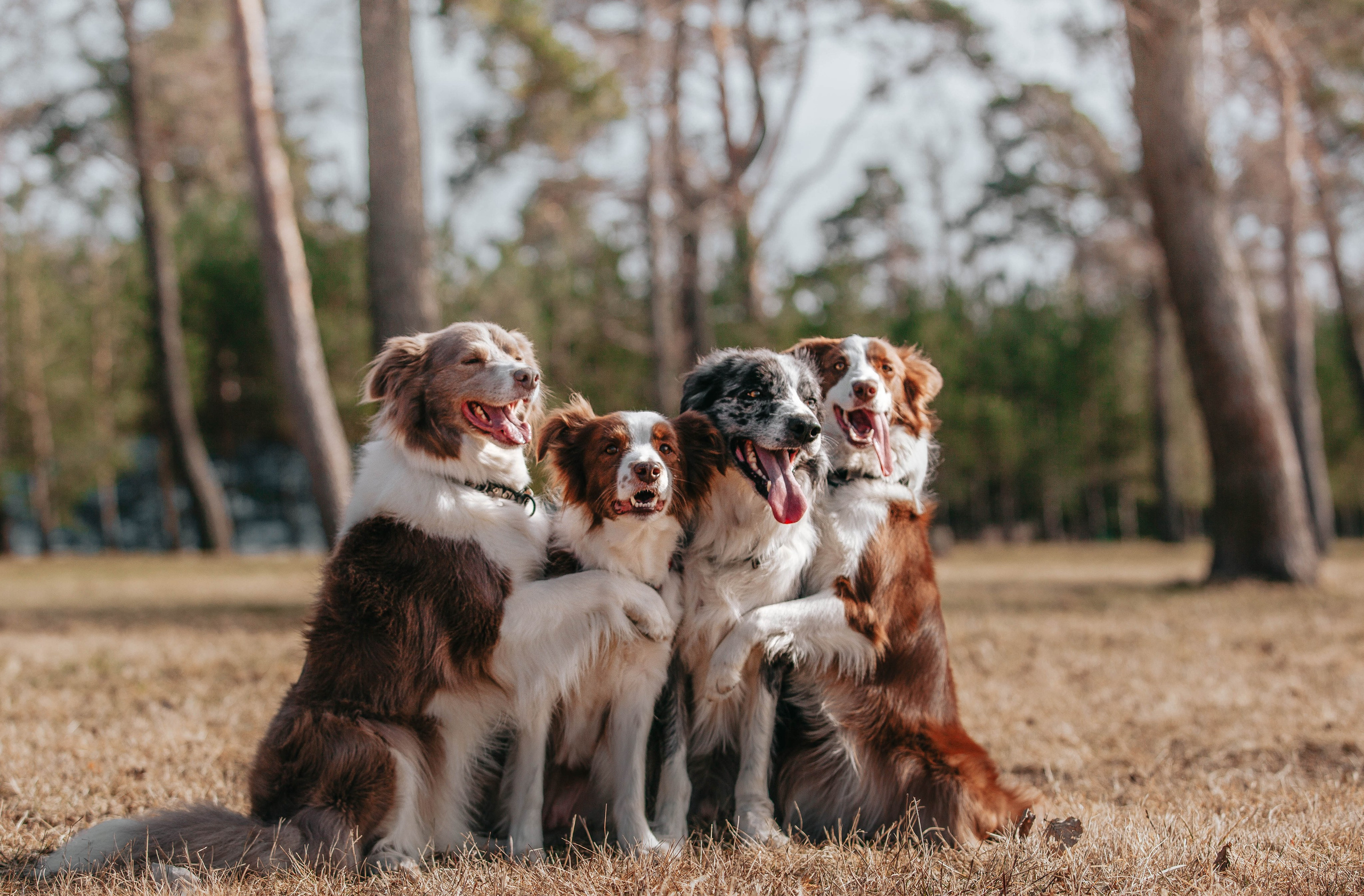 Бордюха, Лора, Берта, Мета. Главная