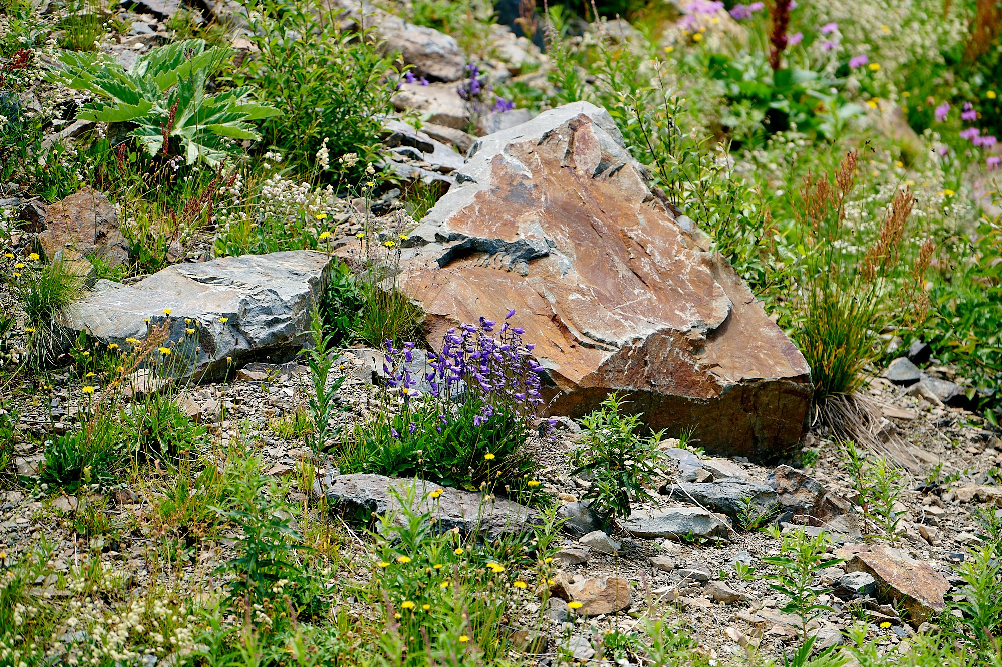 Домбай август 2024. Фотографии отовсюду и обо всем