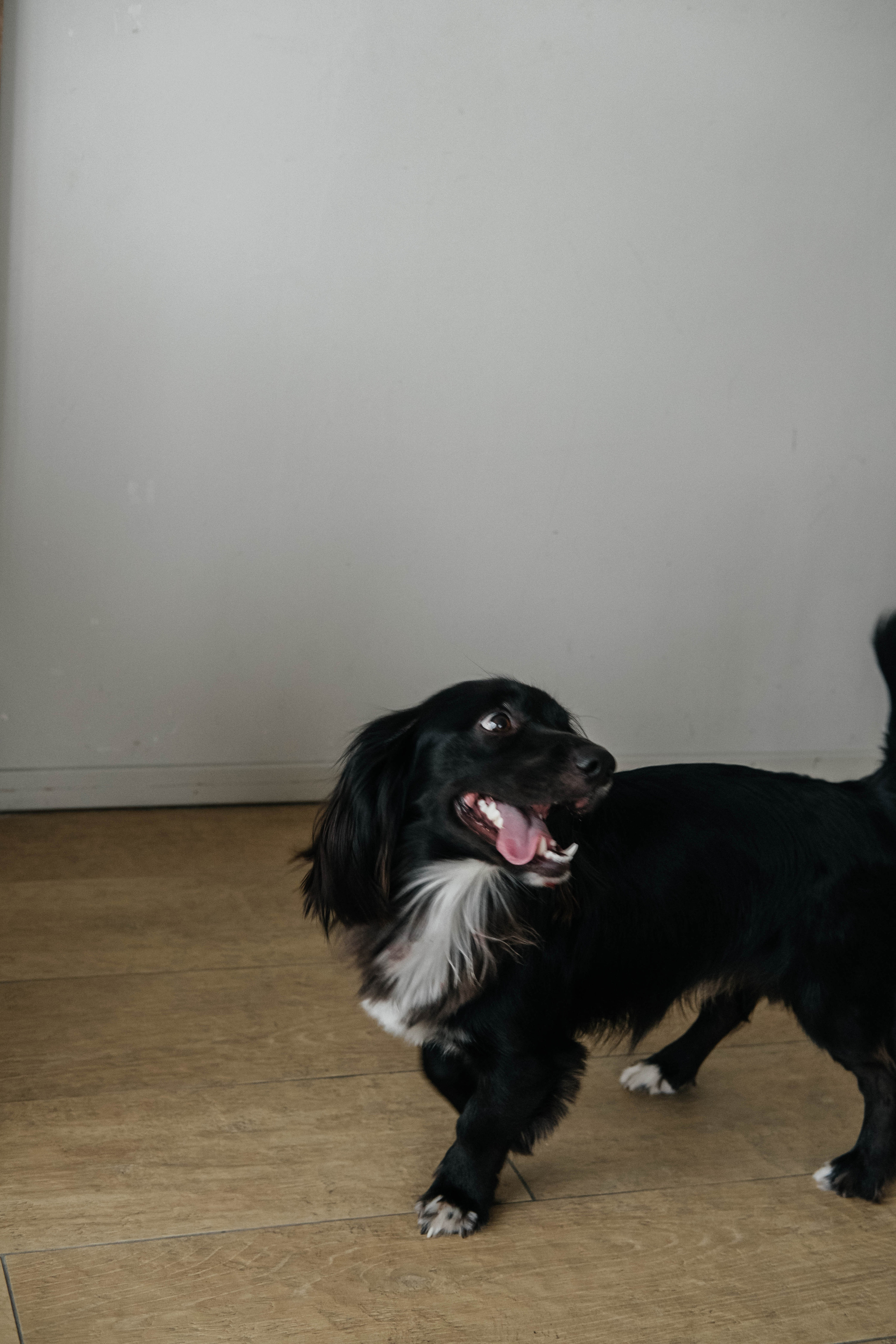 Даша, Рома и Чарли. Фотограф Троицк Челябинская область Анастасия Штаер