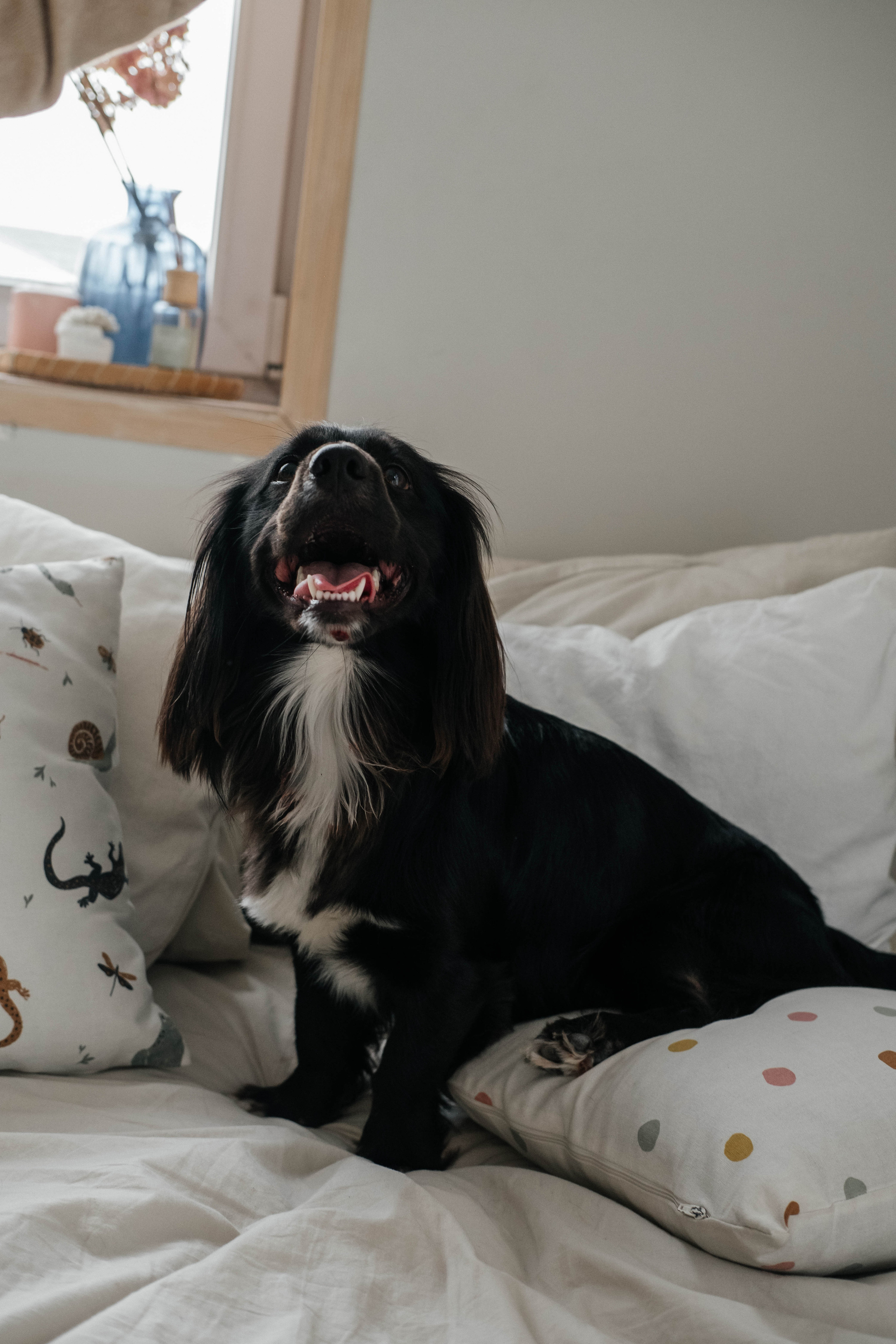 Даша, Рома и Чарли. Фотограф Троицк Челябинская область Анастасия Штаер