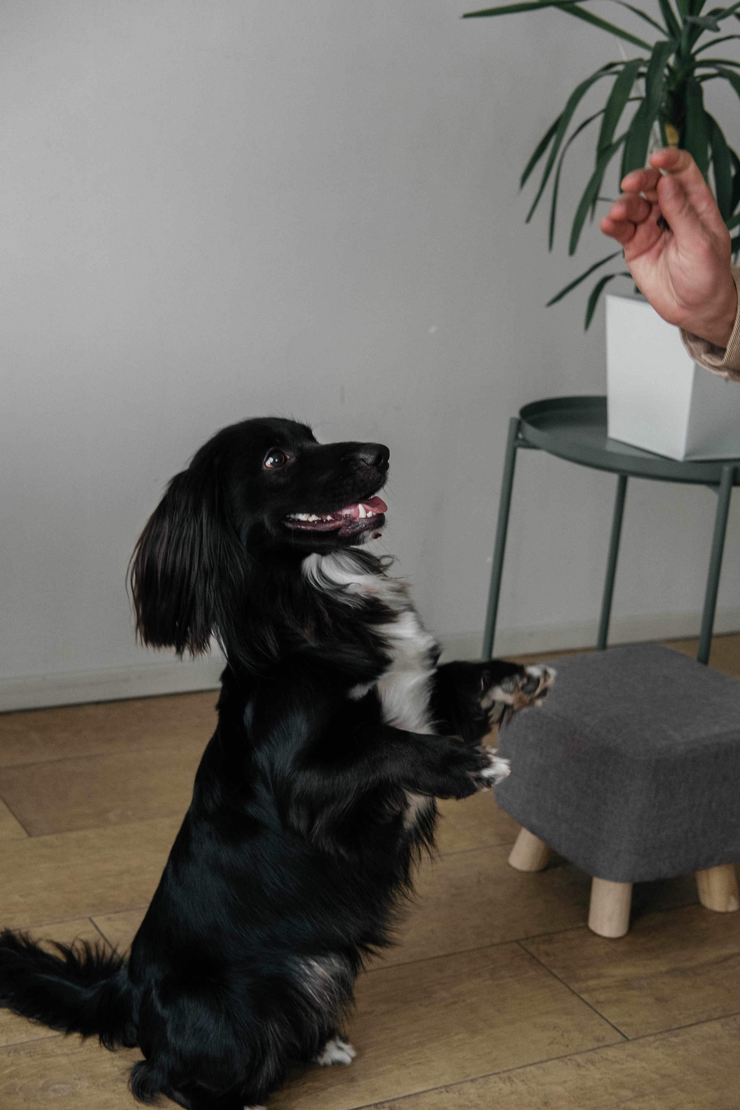 Даша, Рома и Чарли. Фотограф Троицк Челябинская область Анастасия Штаер