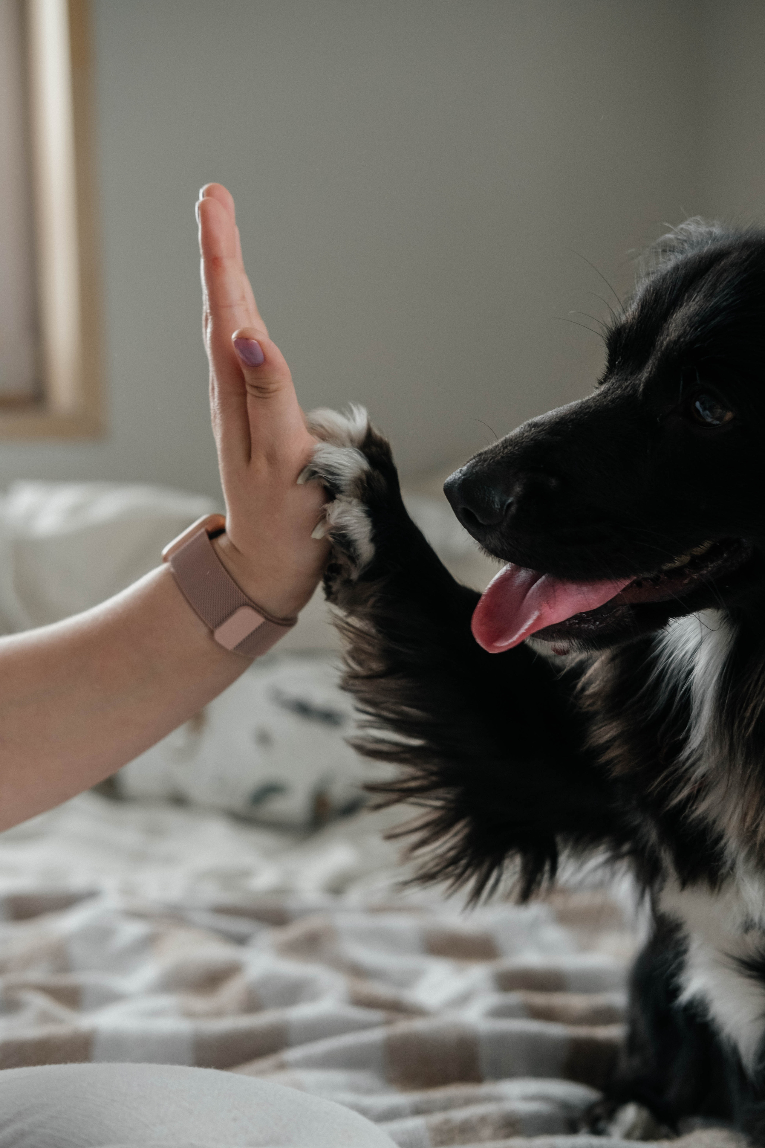 Даша, Рома и Чарли. Фотограф Троицк Челябинская область Анастасия Штаер