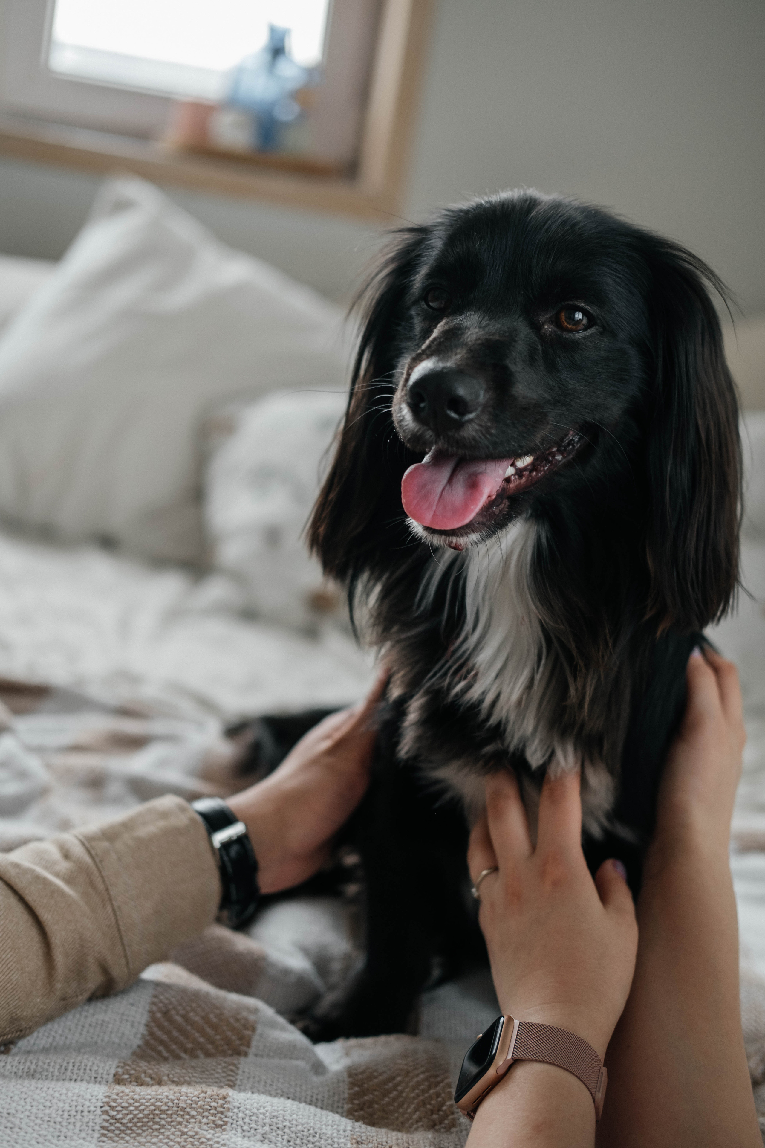 Даша, Рома и Чарли. Фотограф Троицк Челябинская область Анастасия Штаер