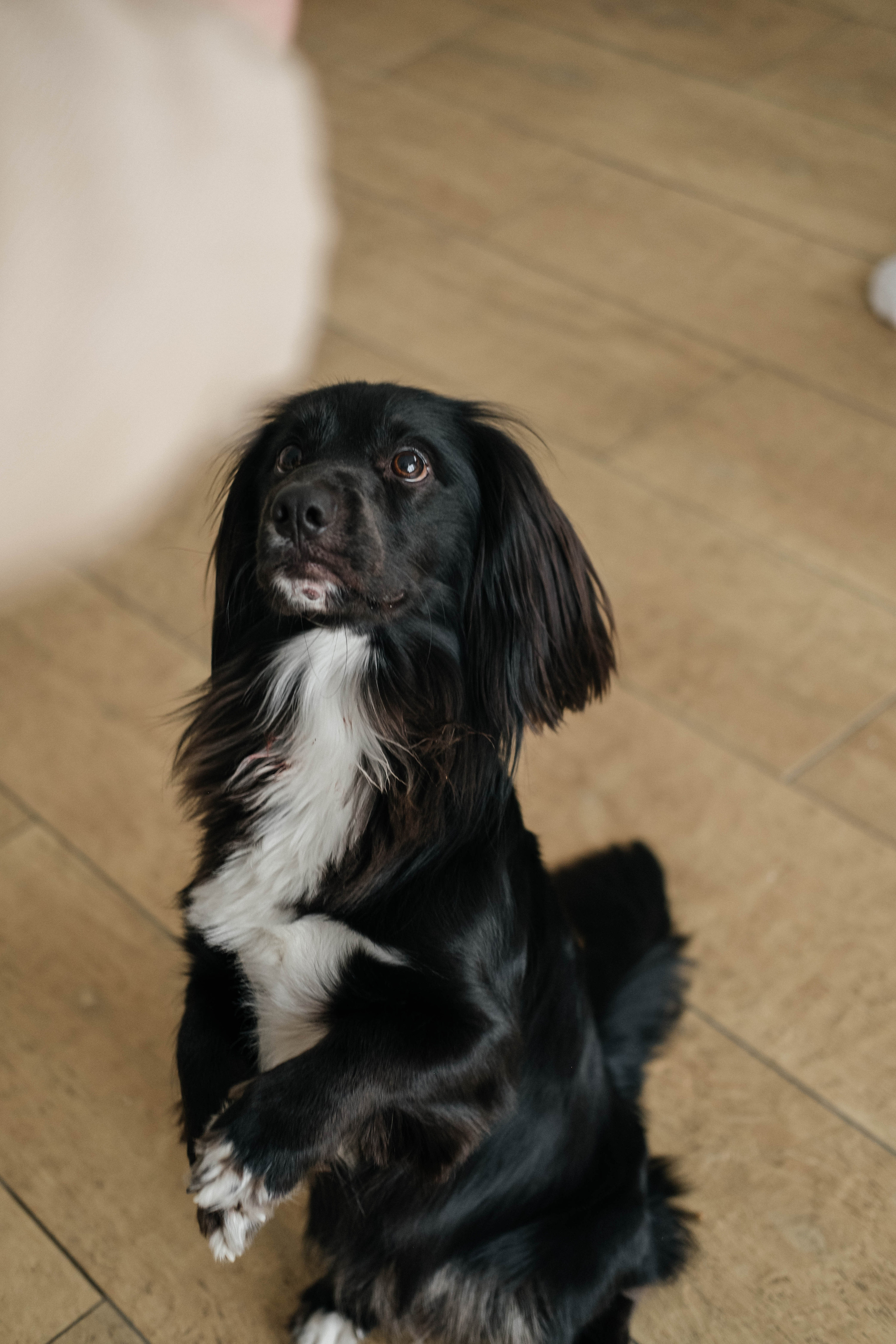 Даша, Рома и Чарли. Фотограф Троицк Челябинская область Анастасия Штаер