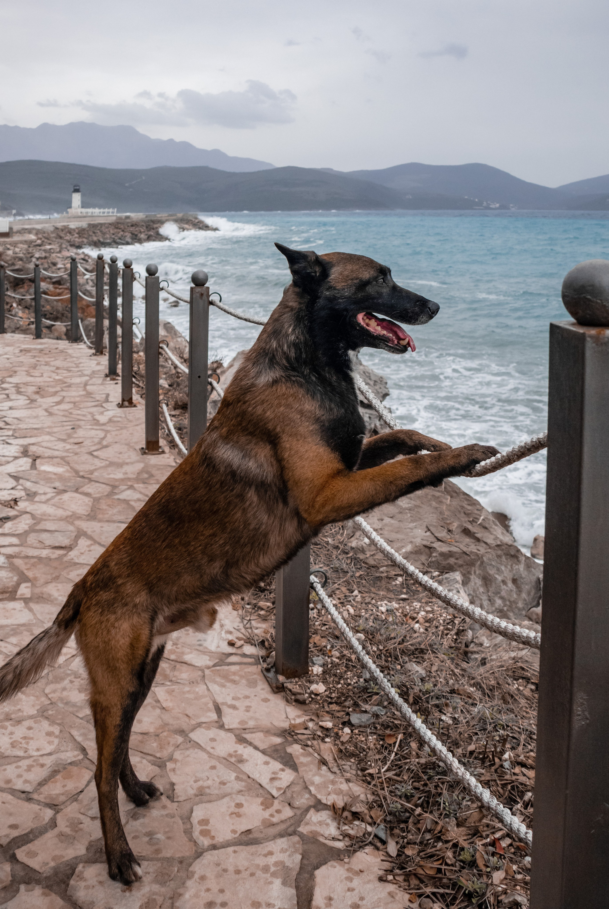 Photoshoot with a dog in Montenegro. Portrait photographer in Tivat Montenegro Katerina Kirsanova