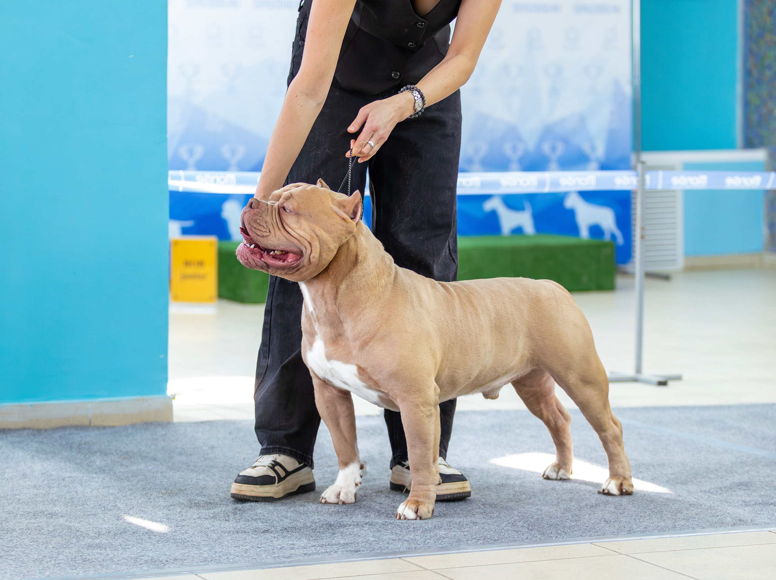 Американский булли. Фотограф — анималист Татьяна Ли
