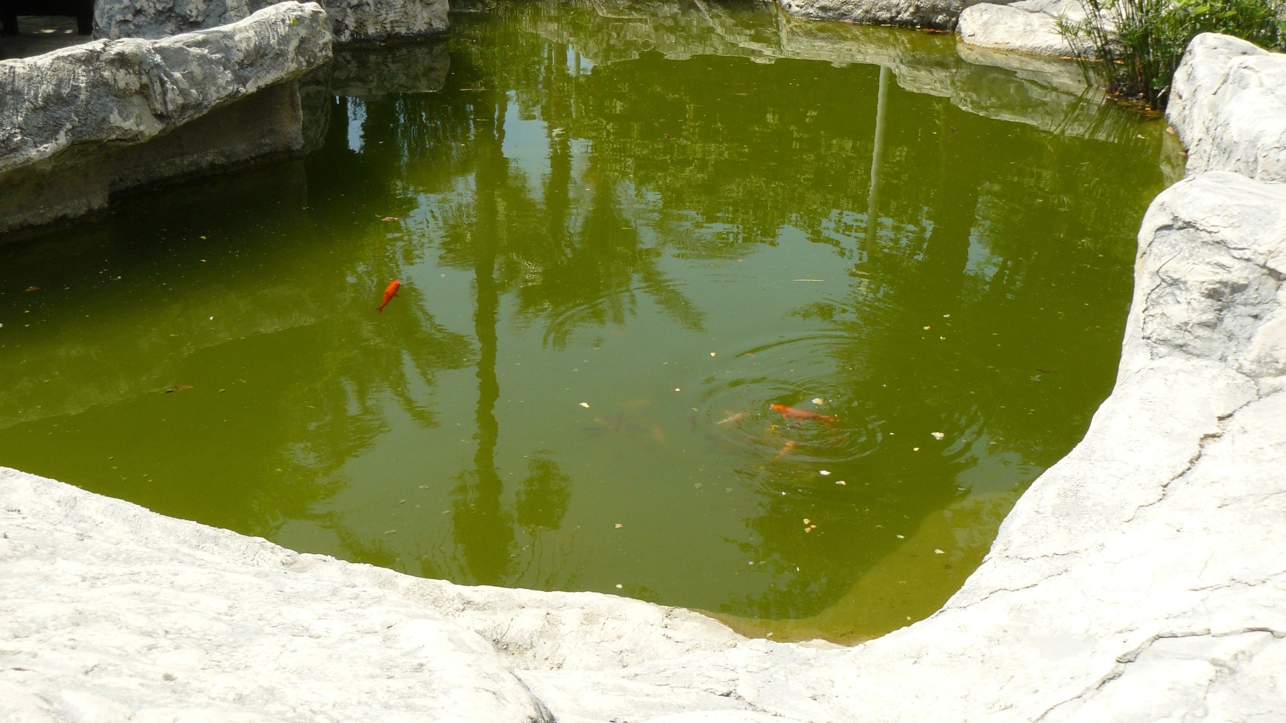 Алания 2015 порт и парк. Фотопрогулки по Миру