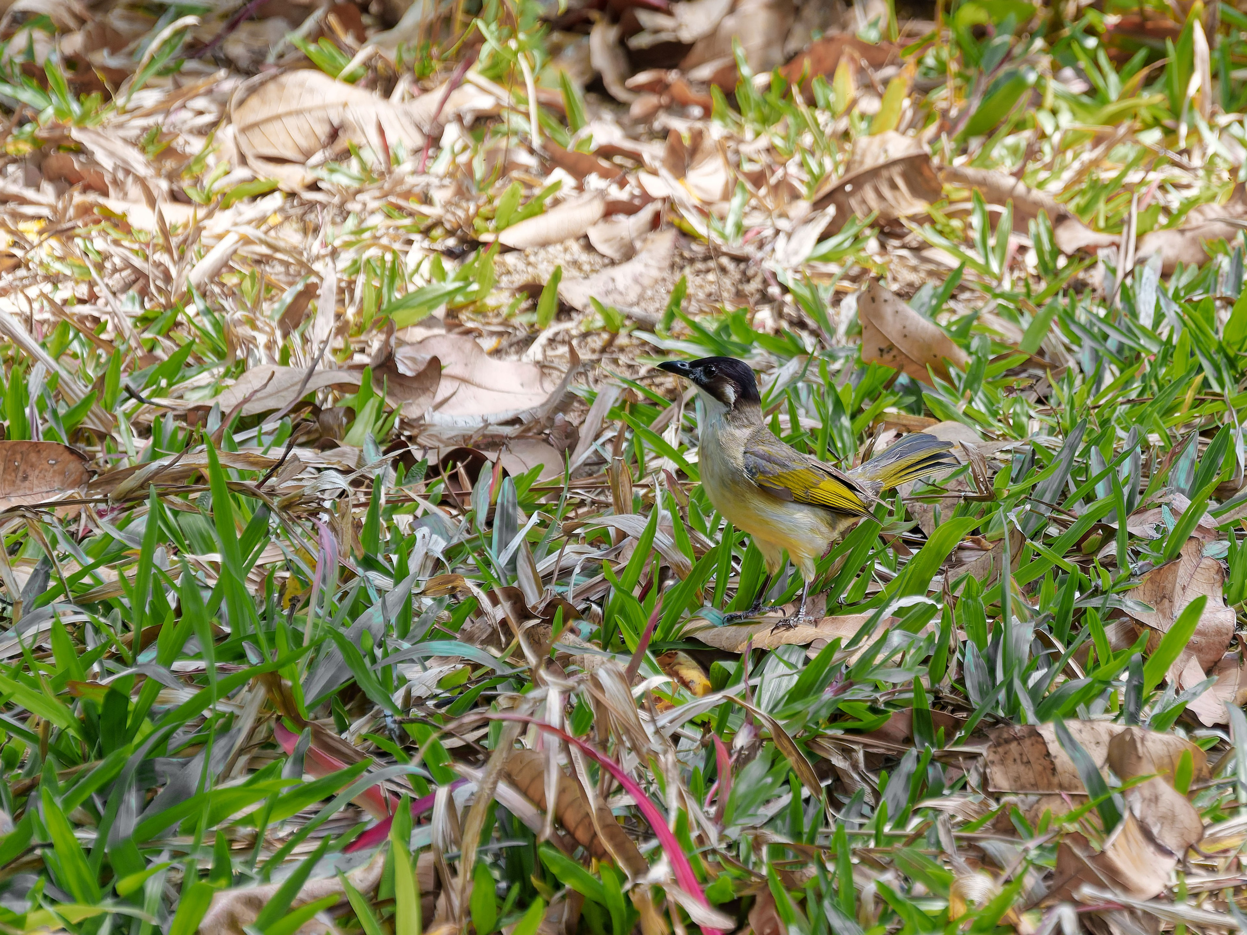 Хайнань 2026, птицы острова. Фотопрогулки по Миру