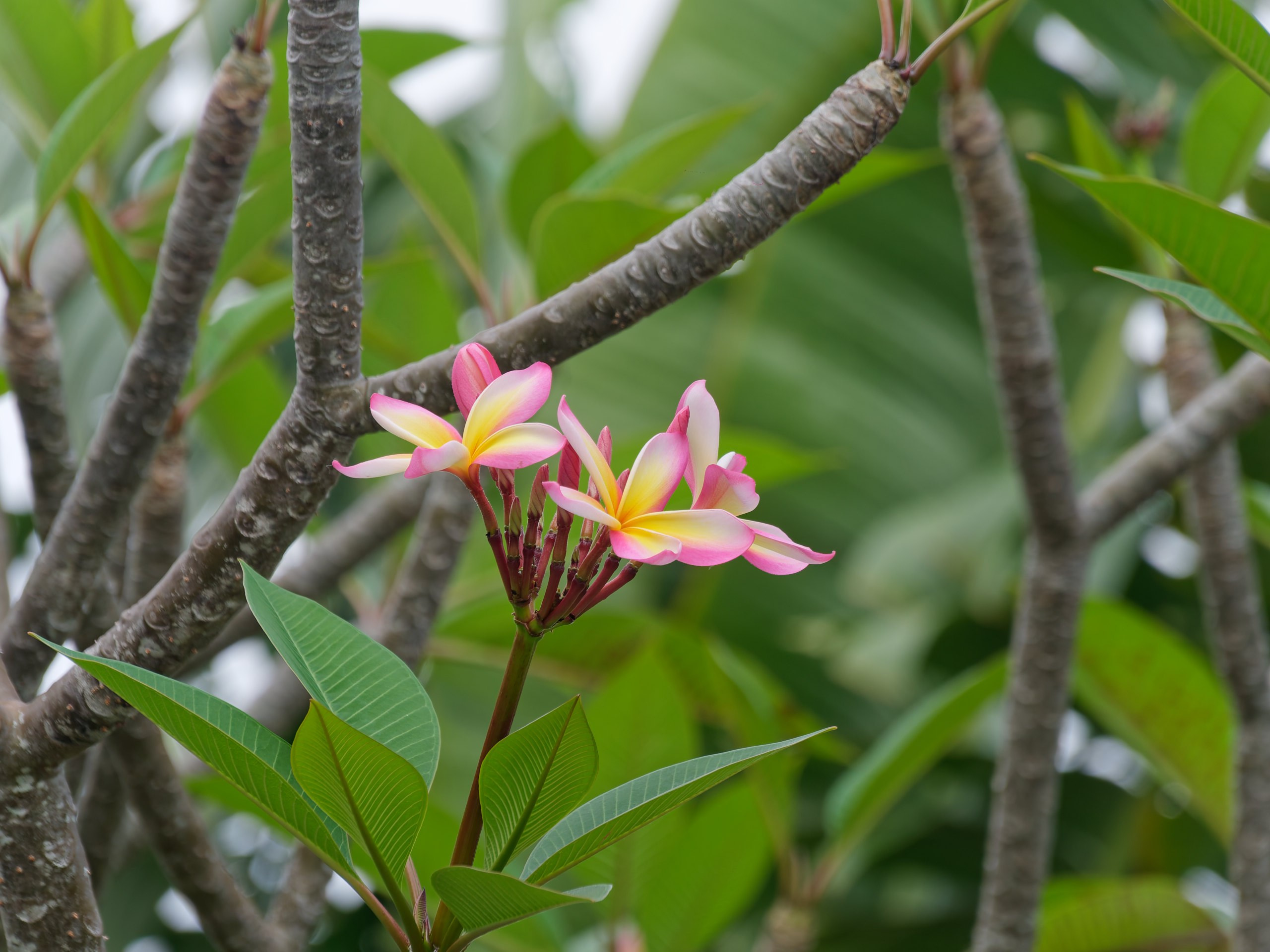 Хайнань 2026, флора, цветы и деревья. Фотопрогулки по Миру