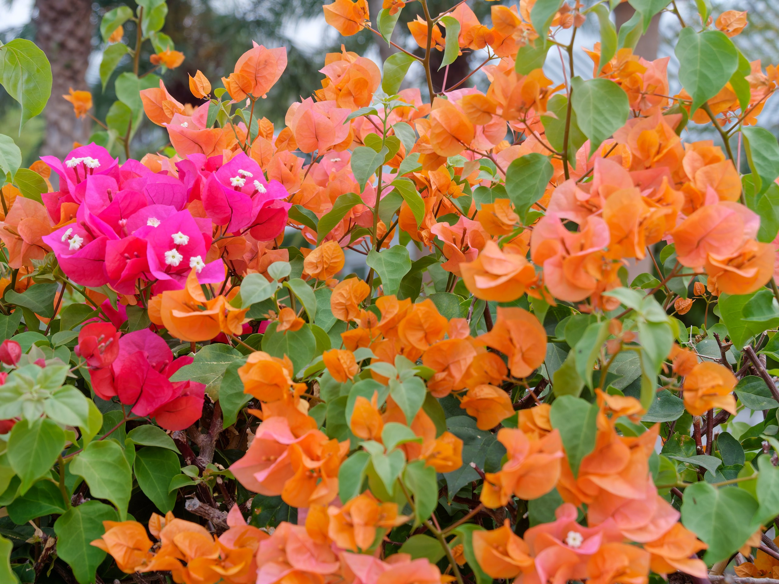 Хайнань 2026, флора, цветы и деревья. Фотопрогулки по Миру