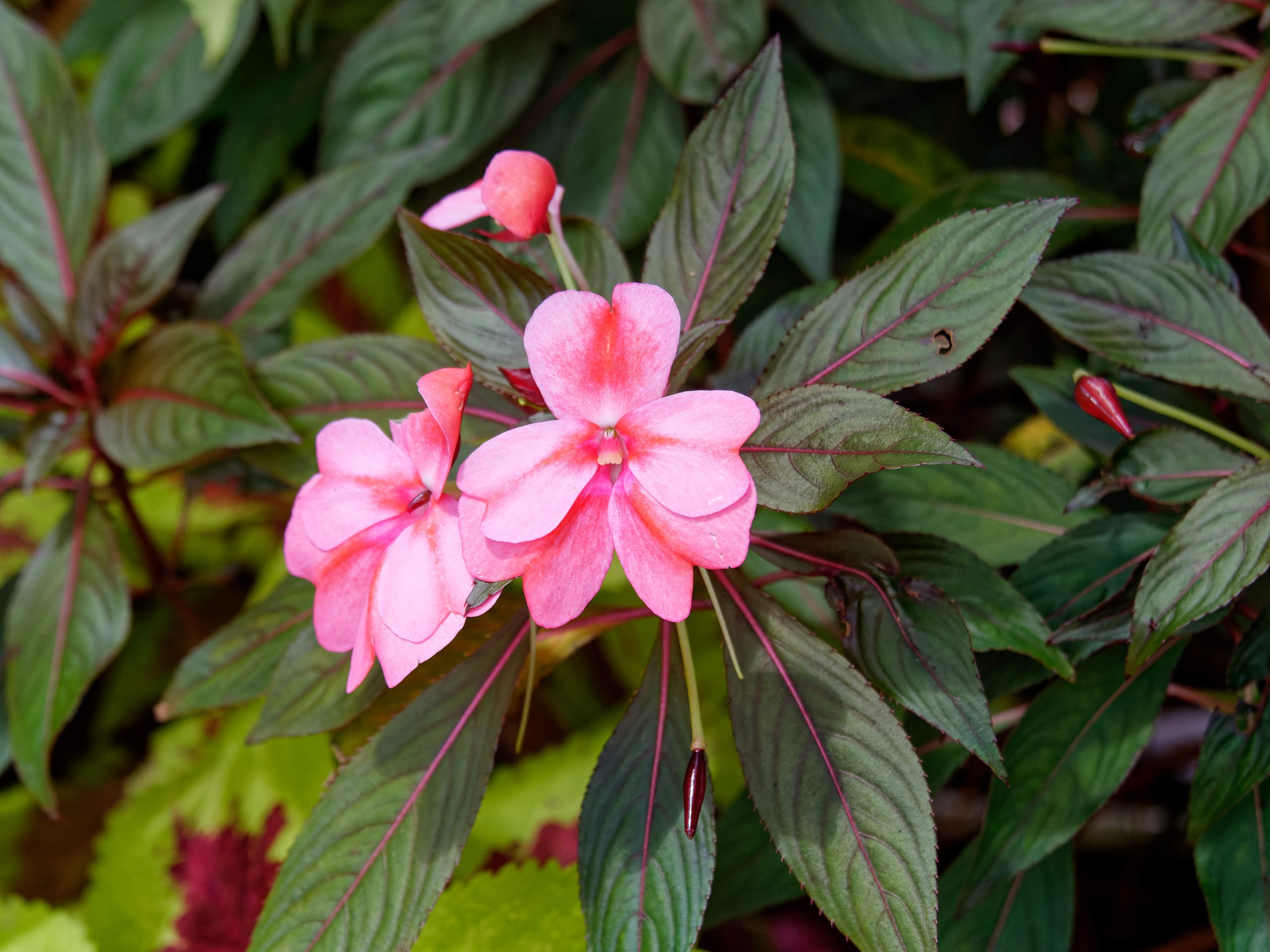 Далат 2023. Избранные фотографии