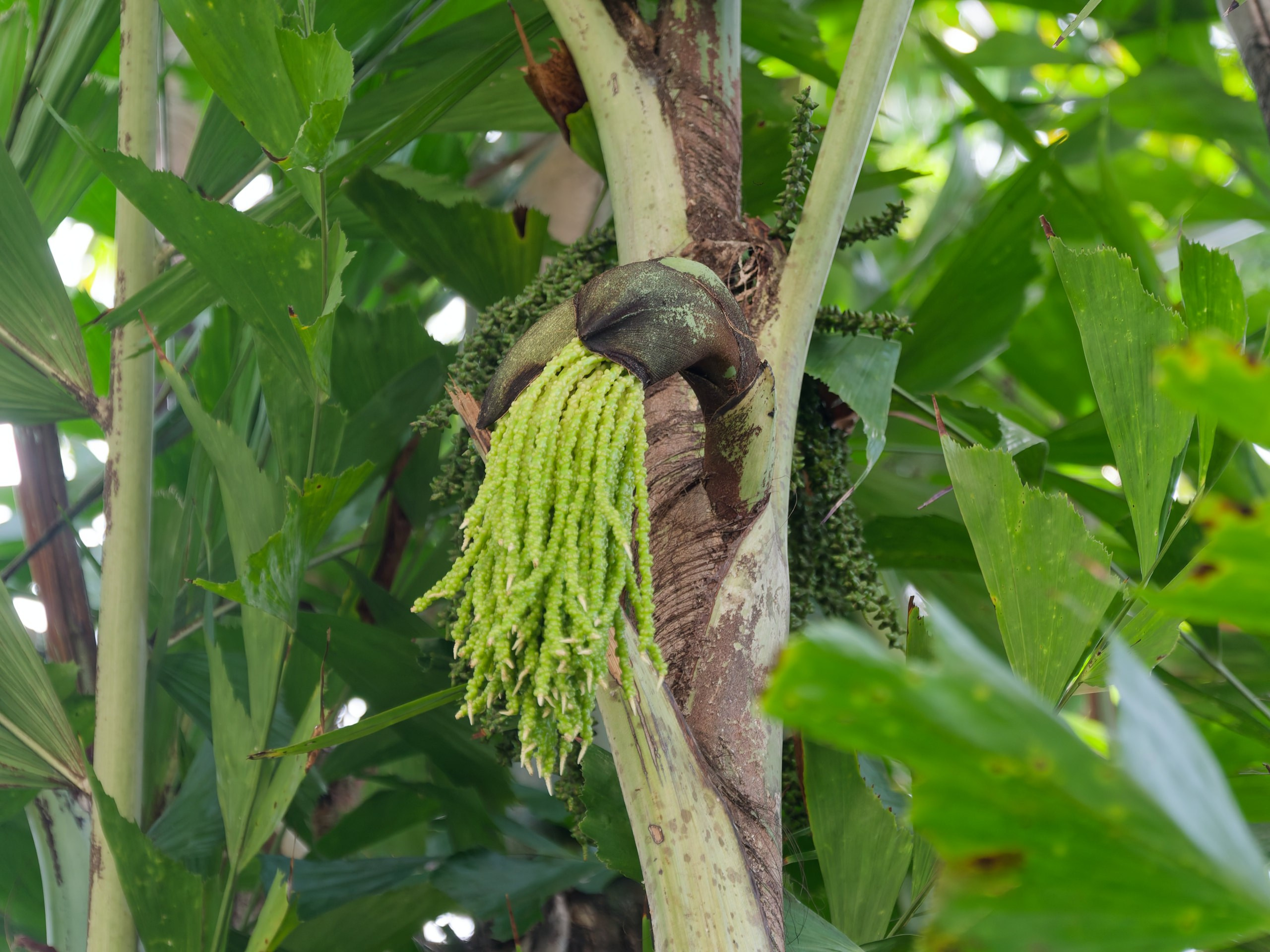 Хайнань 2026, флора, цветы и деревья. Фотопрогулки по Миру