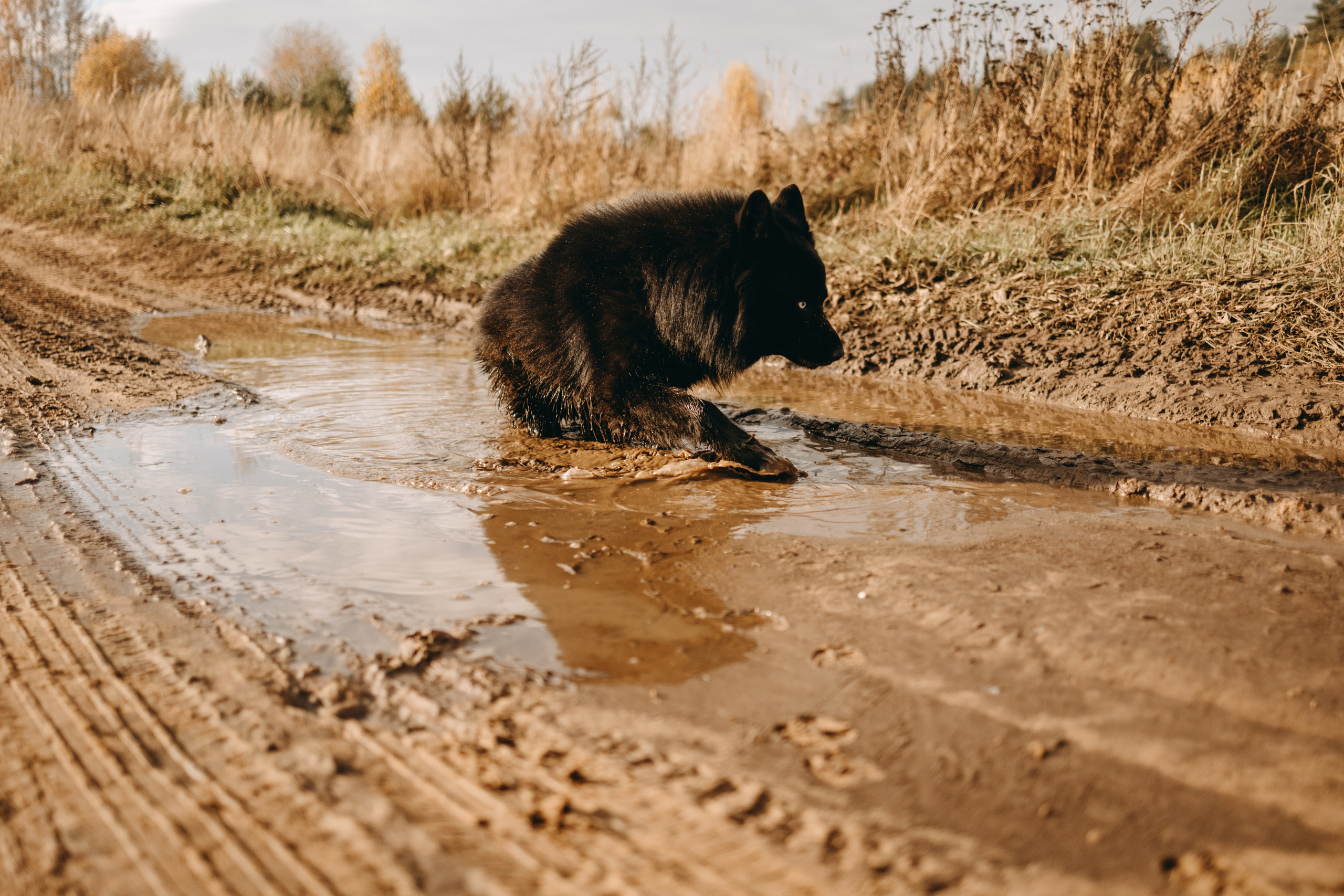 Лора и Джанго. Фотограф — Анималист | Санкт-Петербург