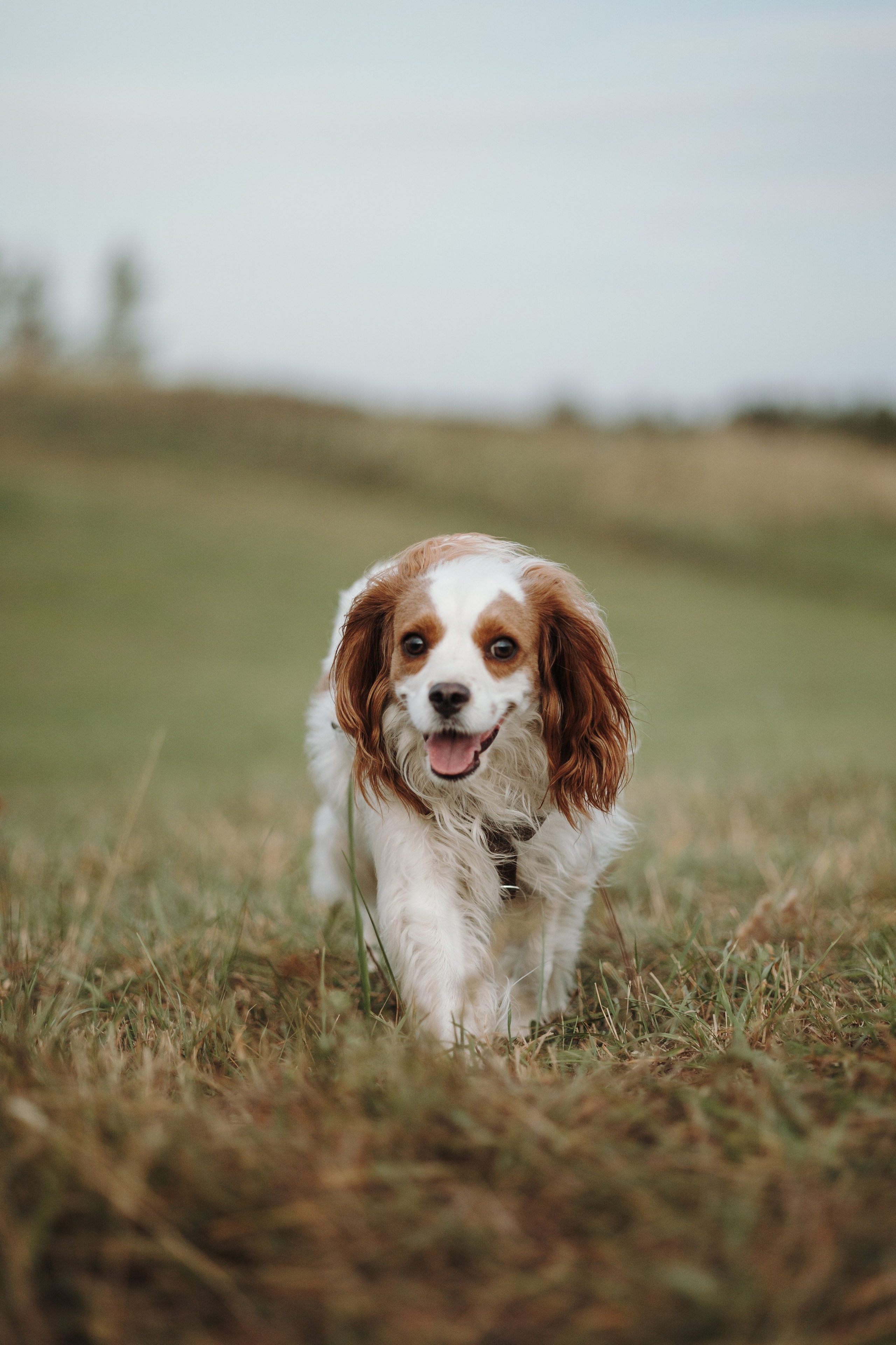 Влада и Белла. Фотограф — Анималист | Санкт-Петербург