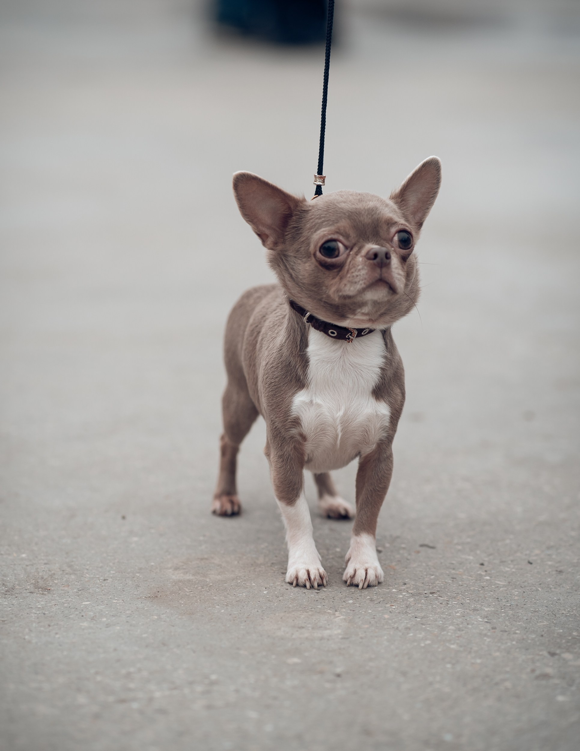 Благотворительная выставка собак в Новом Херсонесе г. Севастополь. Церковный фотограф Севастополь