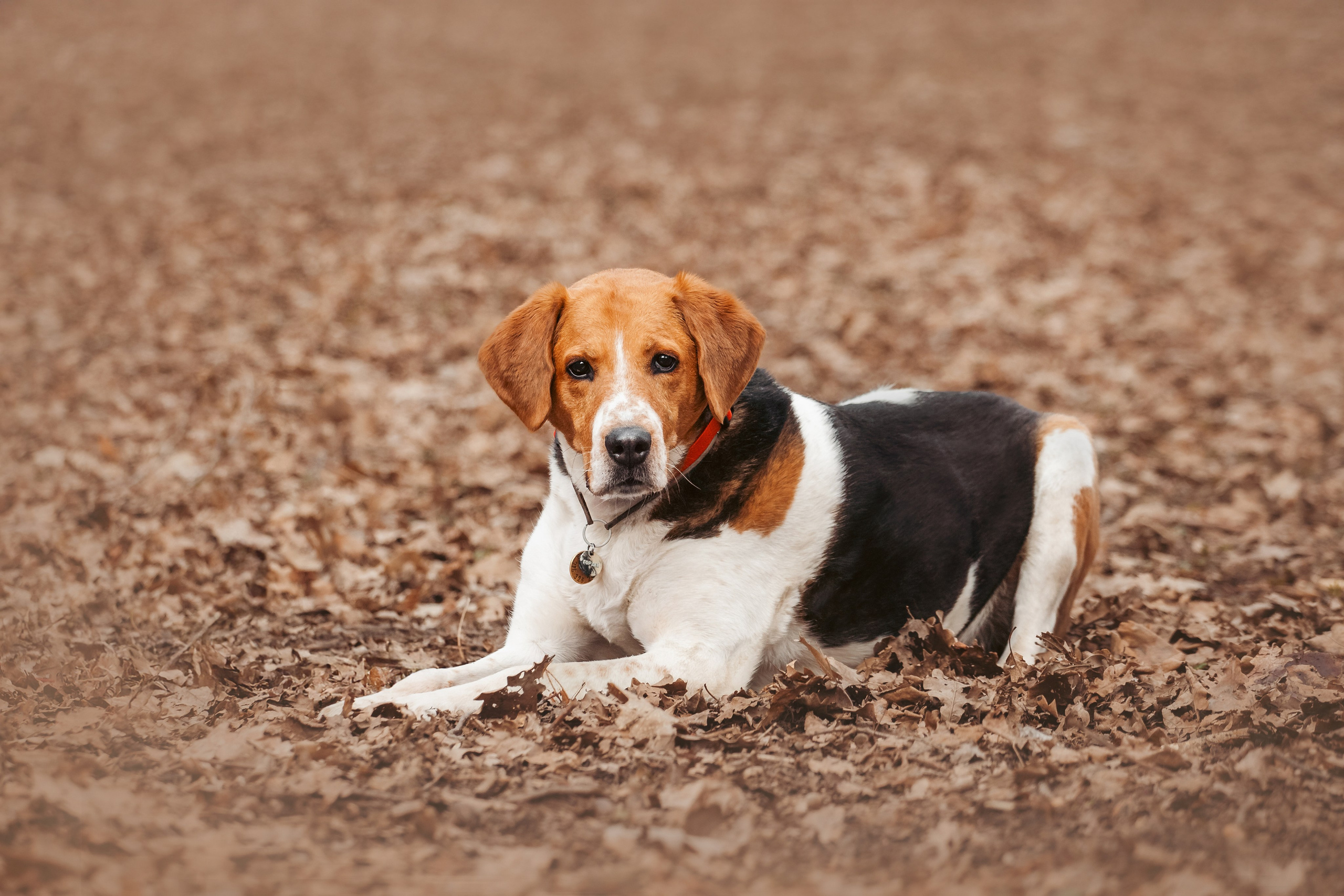 Собаки из приюта Дубовая роща весна 2025. Фотограф-анималист Татьяна Степанова