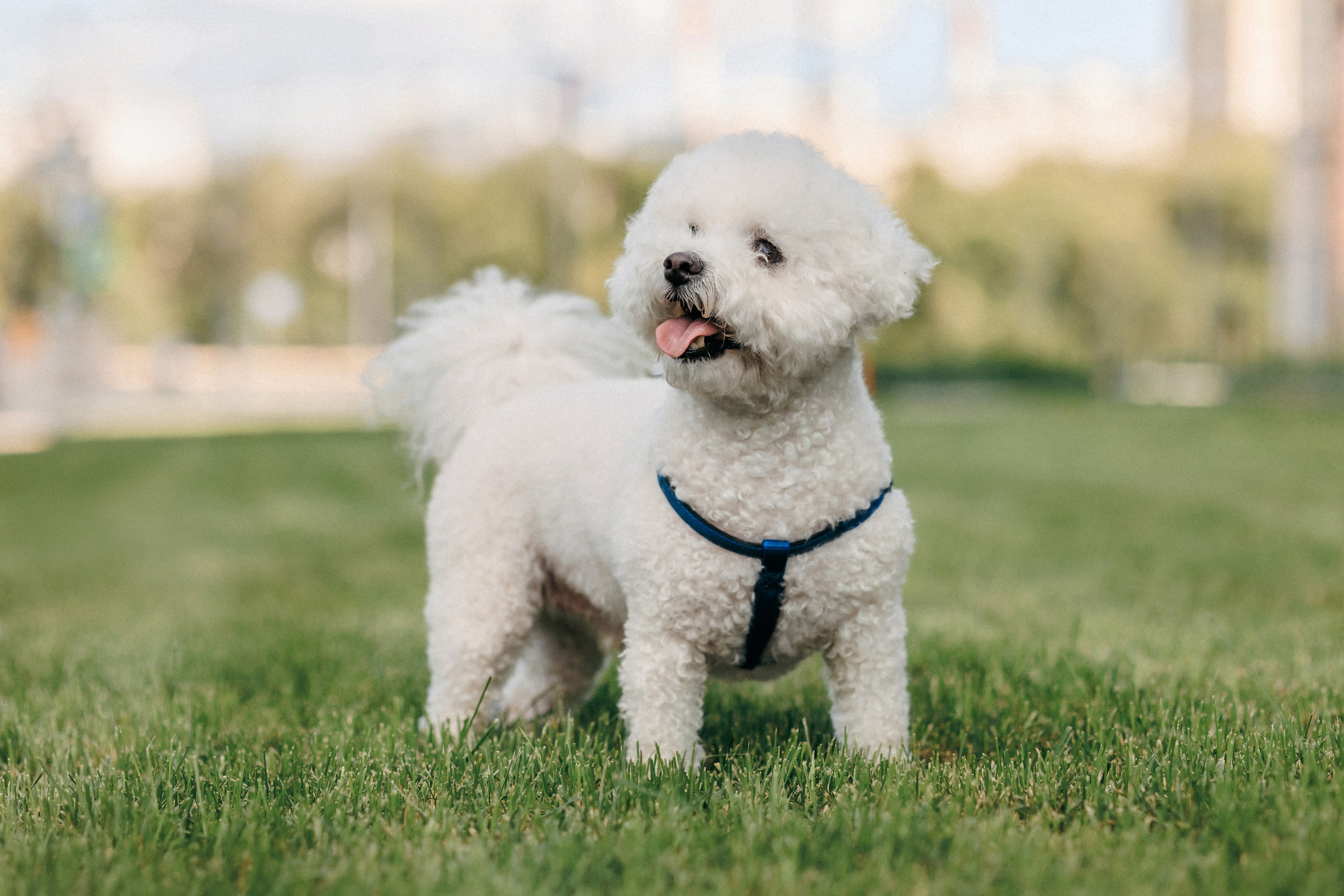 Марина, Данил и Бруно. Фотограф-анималист Елена Радченко, Москва