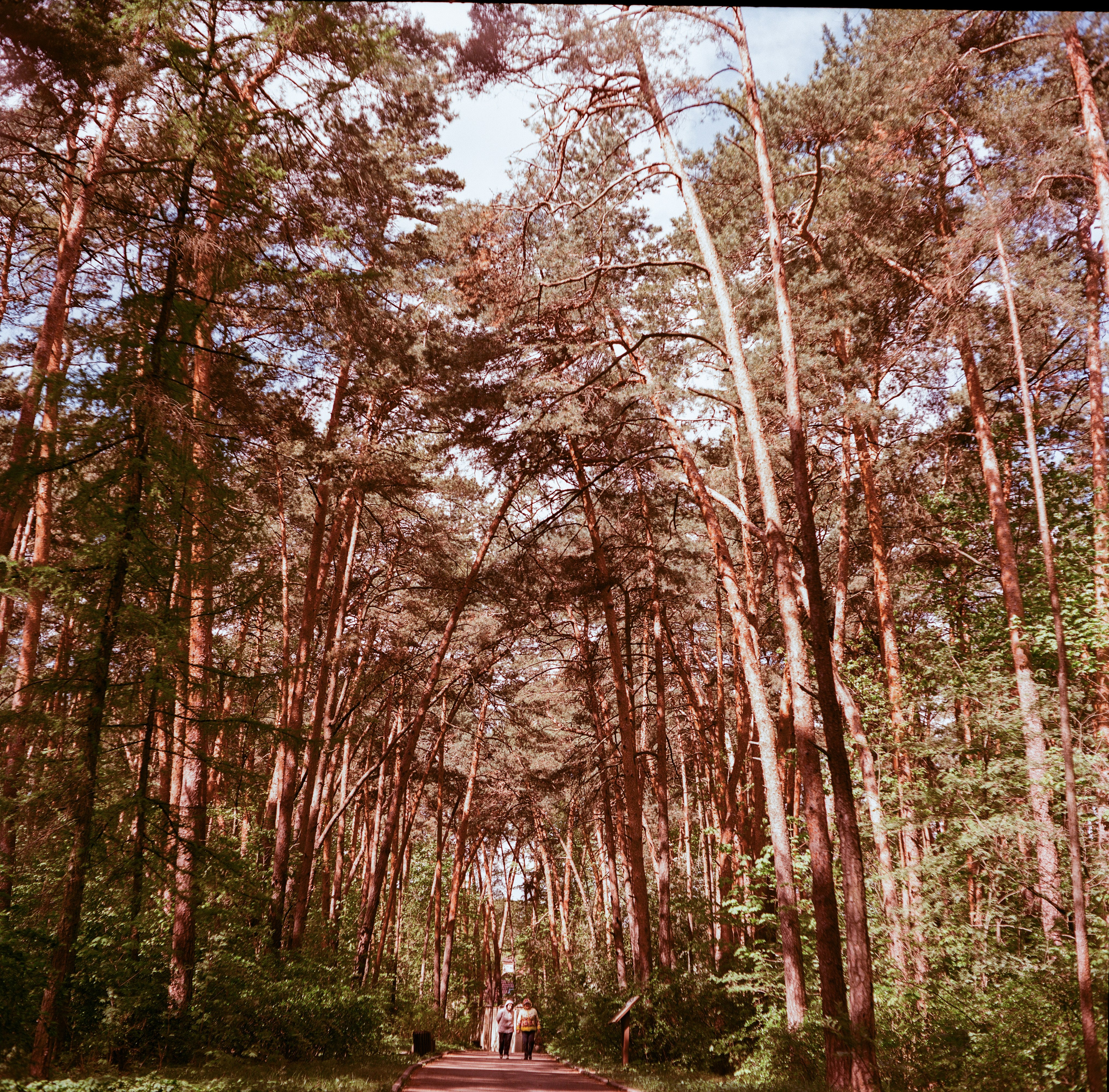 Minolta Autocord | Aeronega ISO 100 (Aerocolor IV) | май 2025 года СерБор