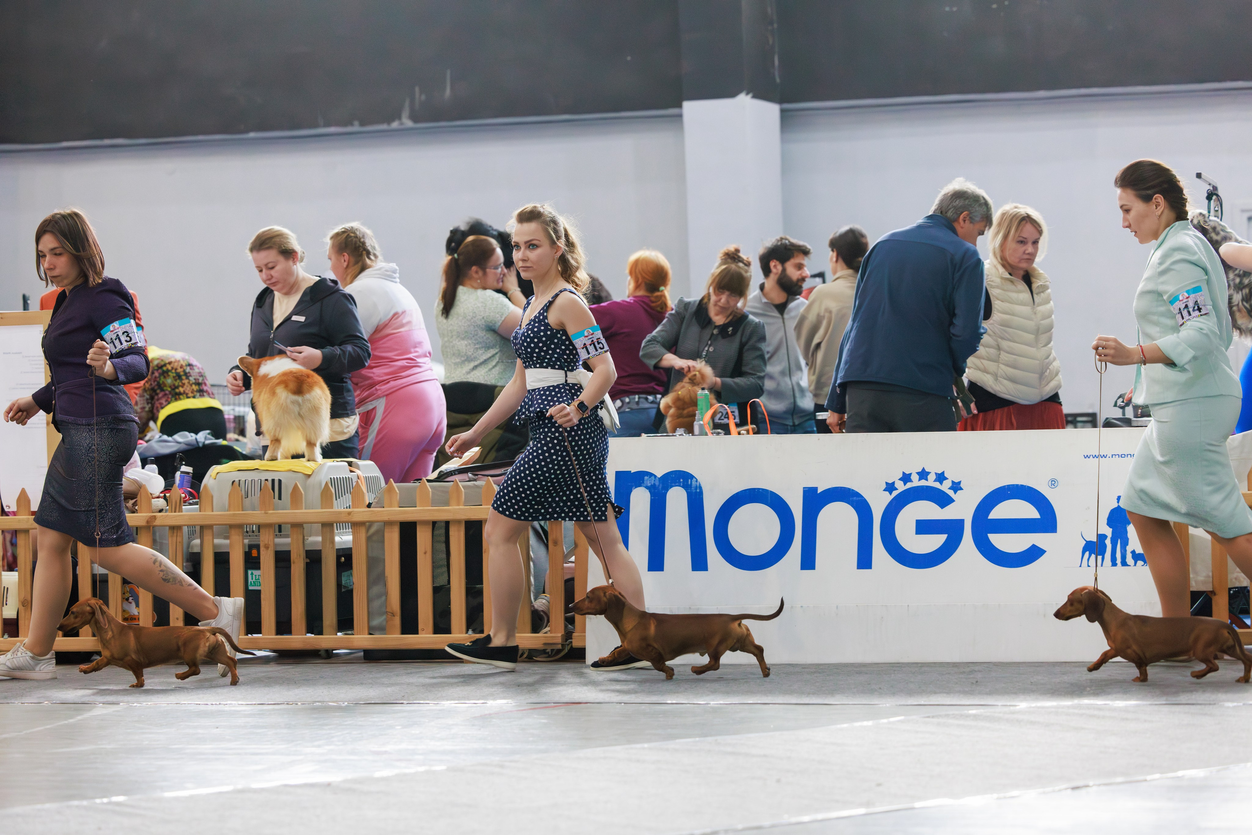 Ереван 2х CACIB 29-30.04.2025. Фотограф-анималист Юлия Германика