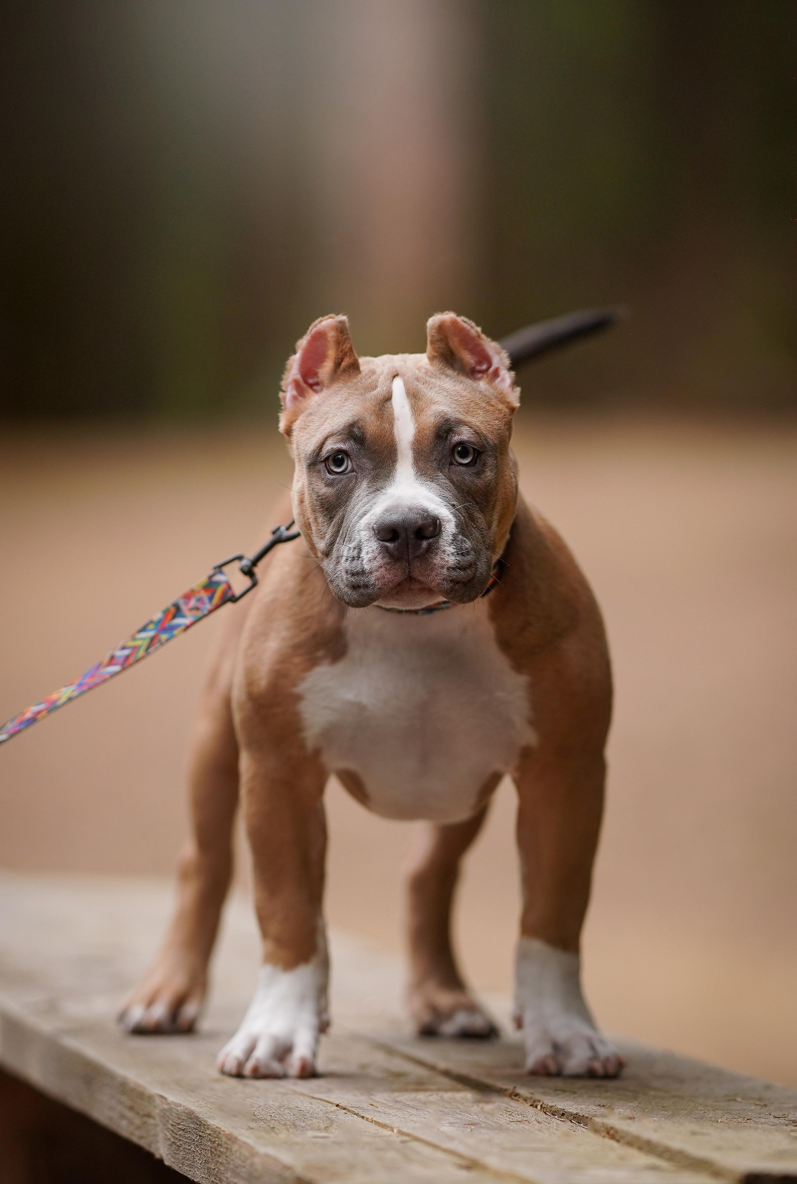 Щенки булли. Фотограф-анималист в Санкт-Петербурге Яна Мартынова