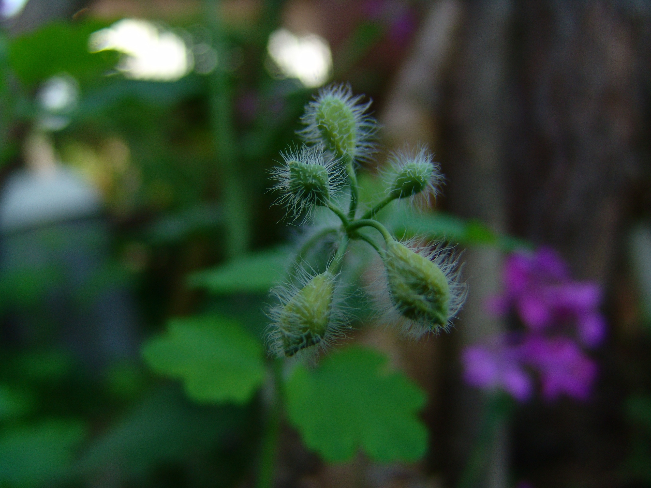 Приезд КС 2005. Заставка