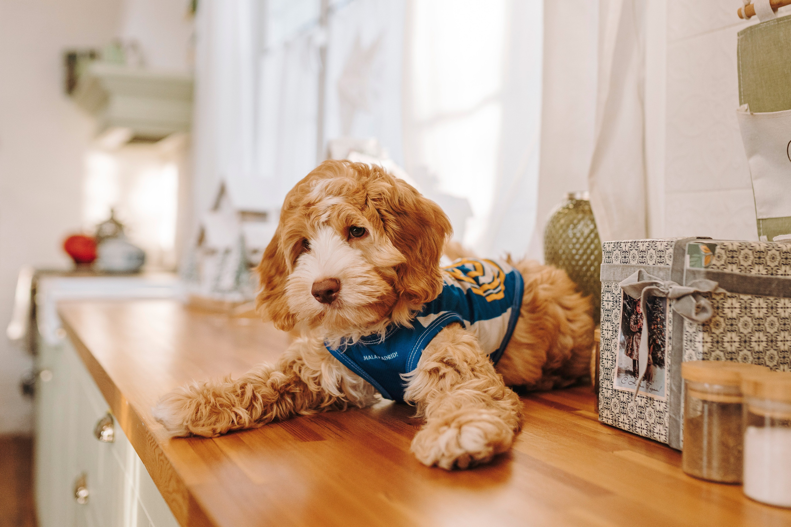 Мёрфи, Таня и Антон. Фотограф анималист в Спб недорого Олеся Майорова