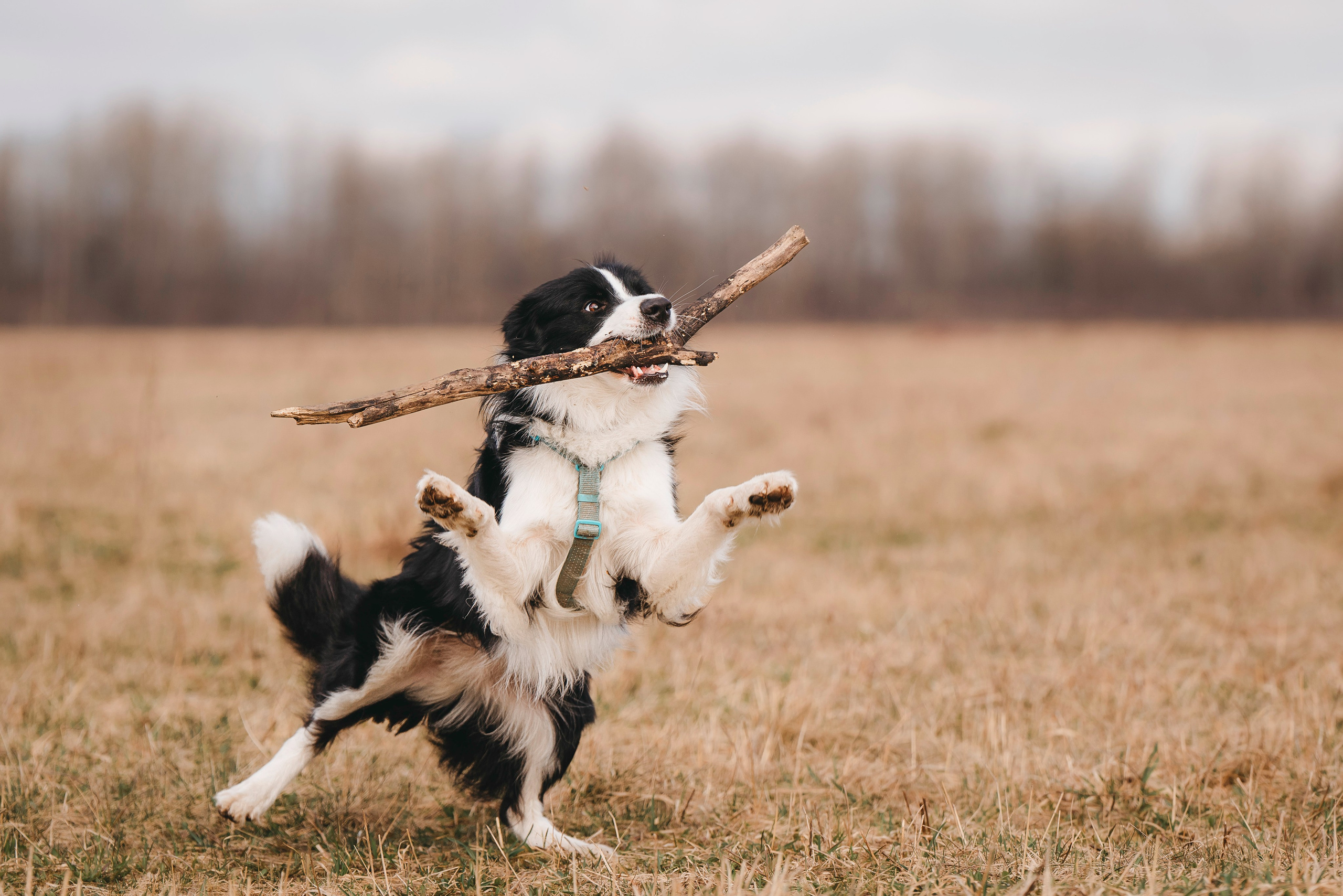 Нил и Алёна. Фотограф анималист в Спб недорого Олеся Майорова