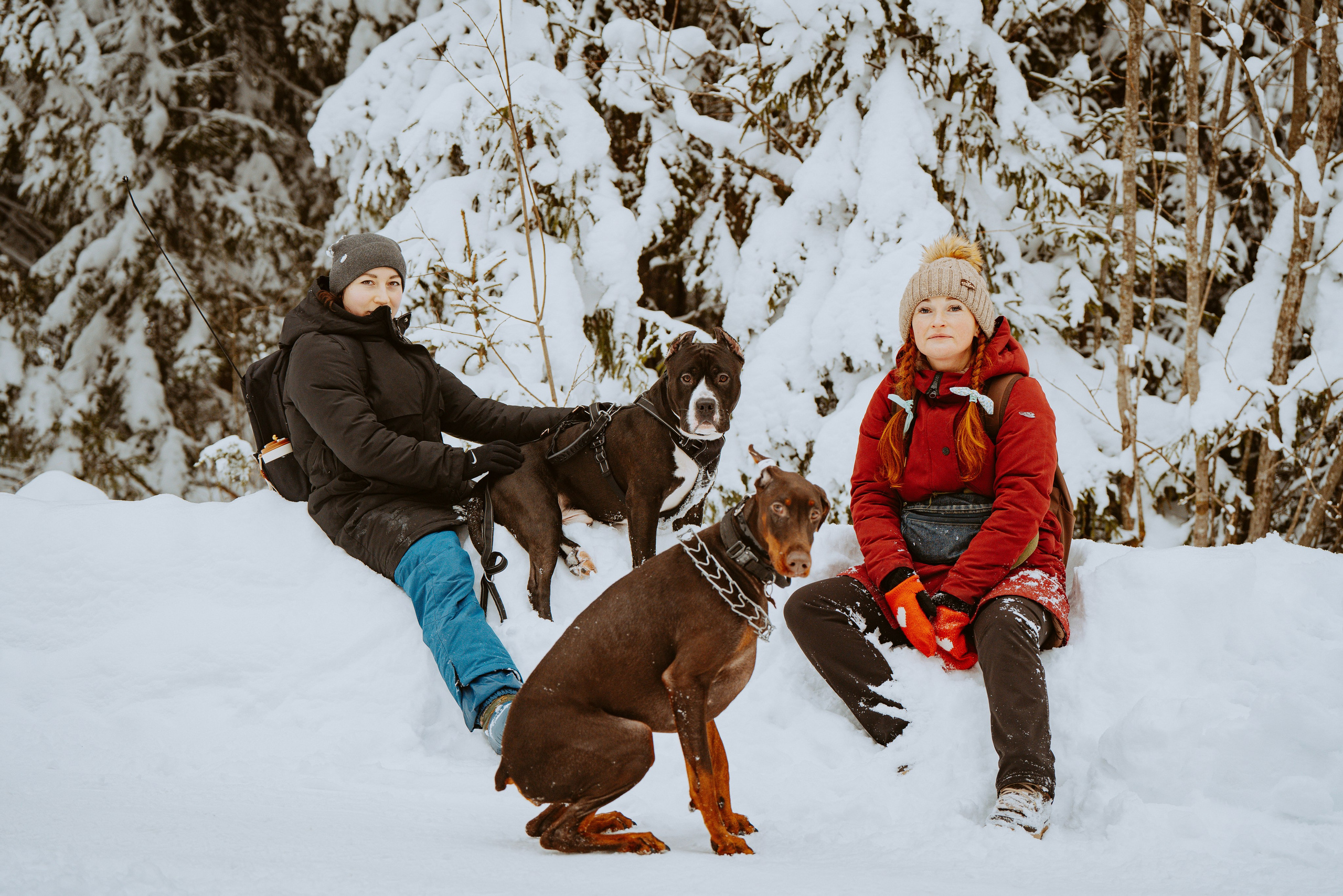 Дог трекинг. Фотограф анималист в Спб недорого Олеся Майорова
