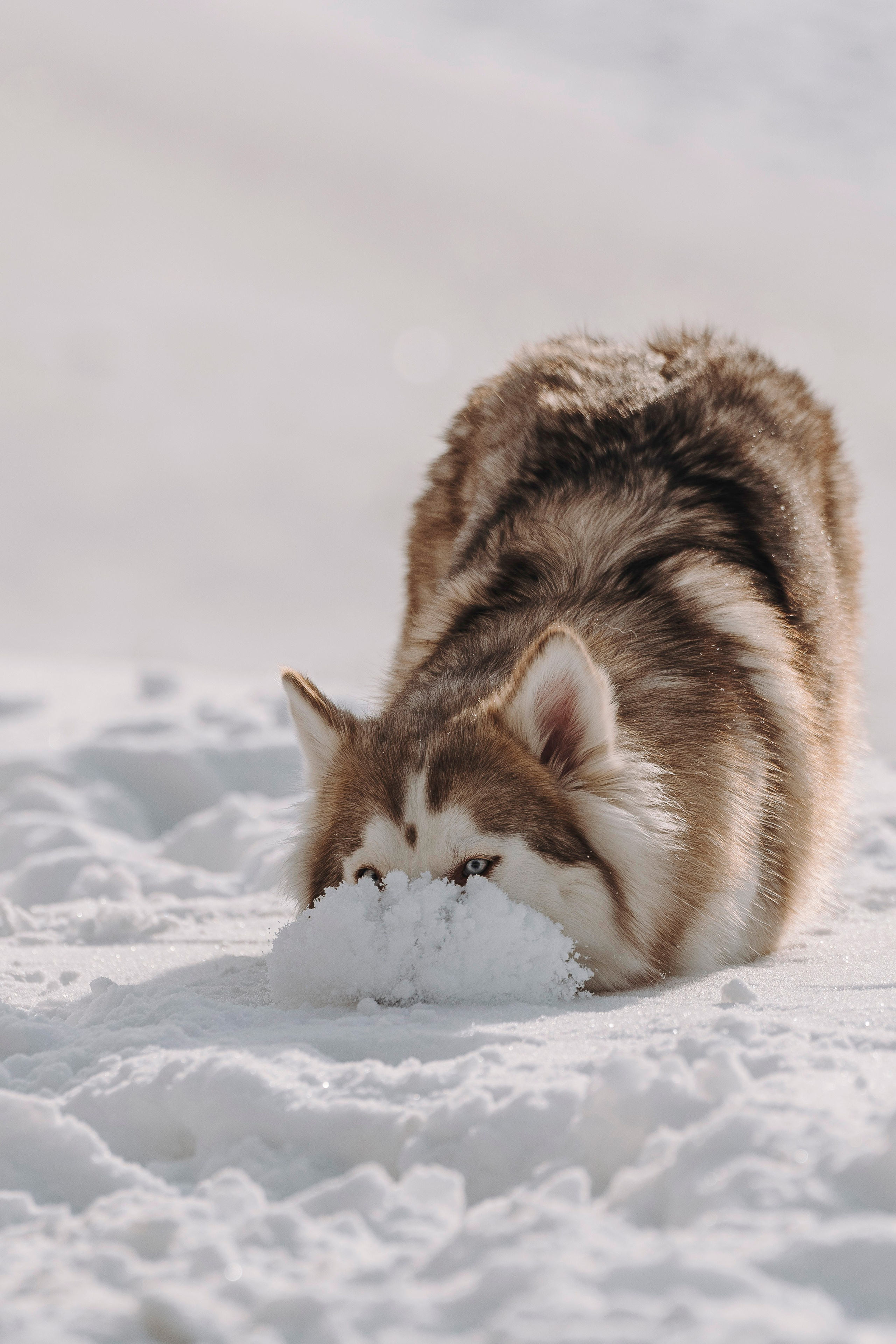 Мария и Амелия. Фотограф анималист в Спб недорого Олеся Майорова