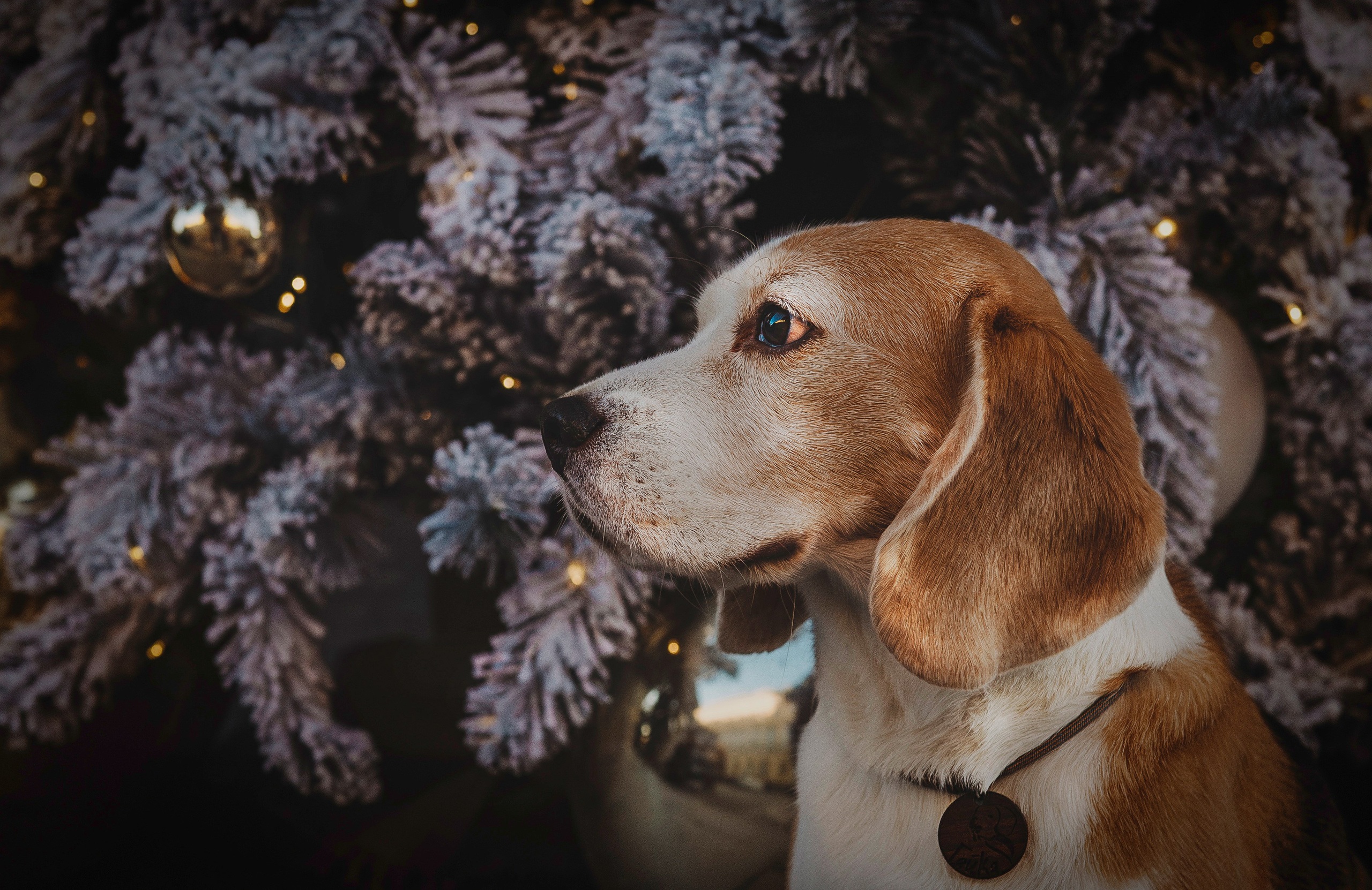 Ксения и Гаечка. Фотограф анималист в Спб недорого Олеся Майорова