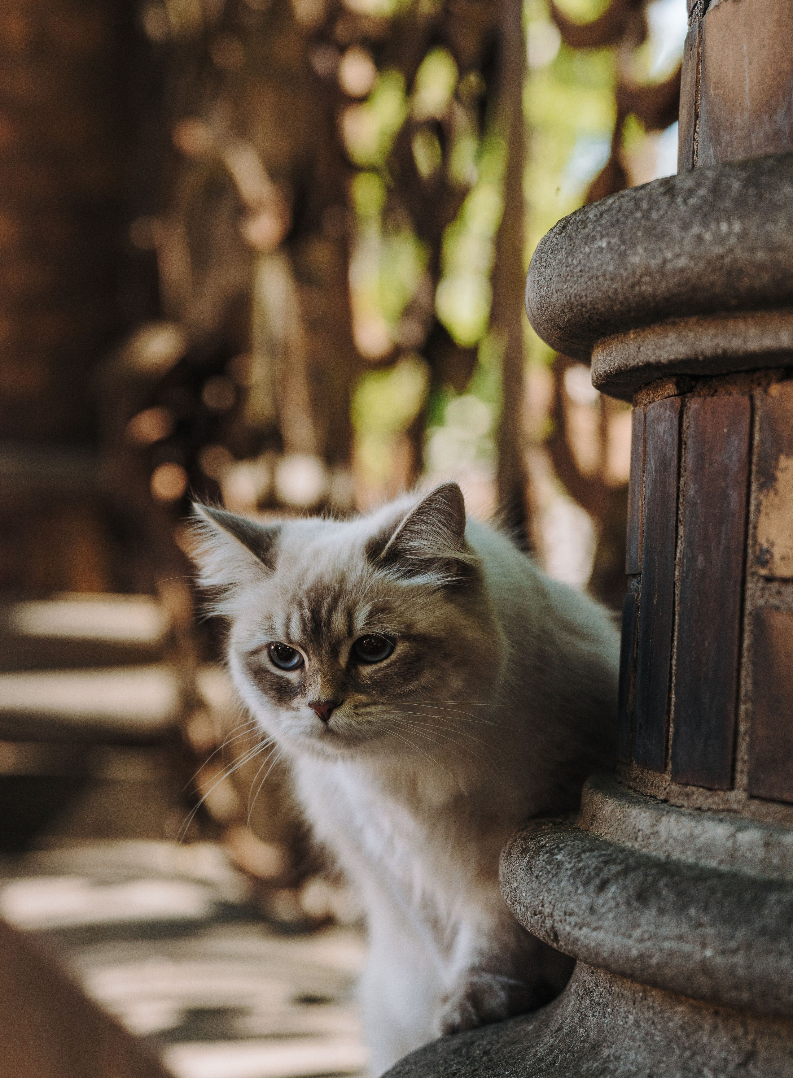 Сильвия, Полина и Никита. Фотограф анималист в Спб недорого Олеся Майорова