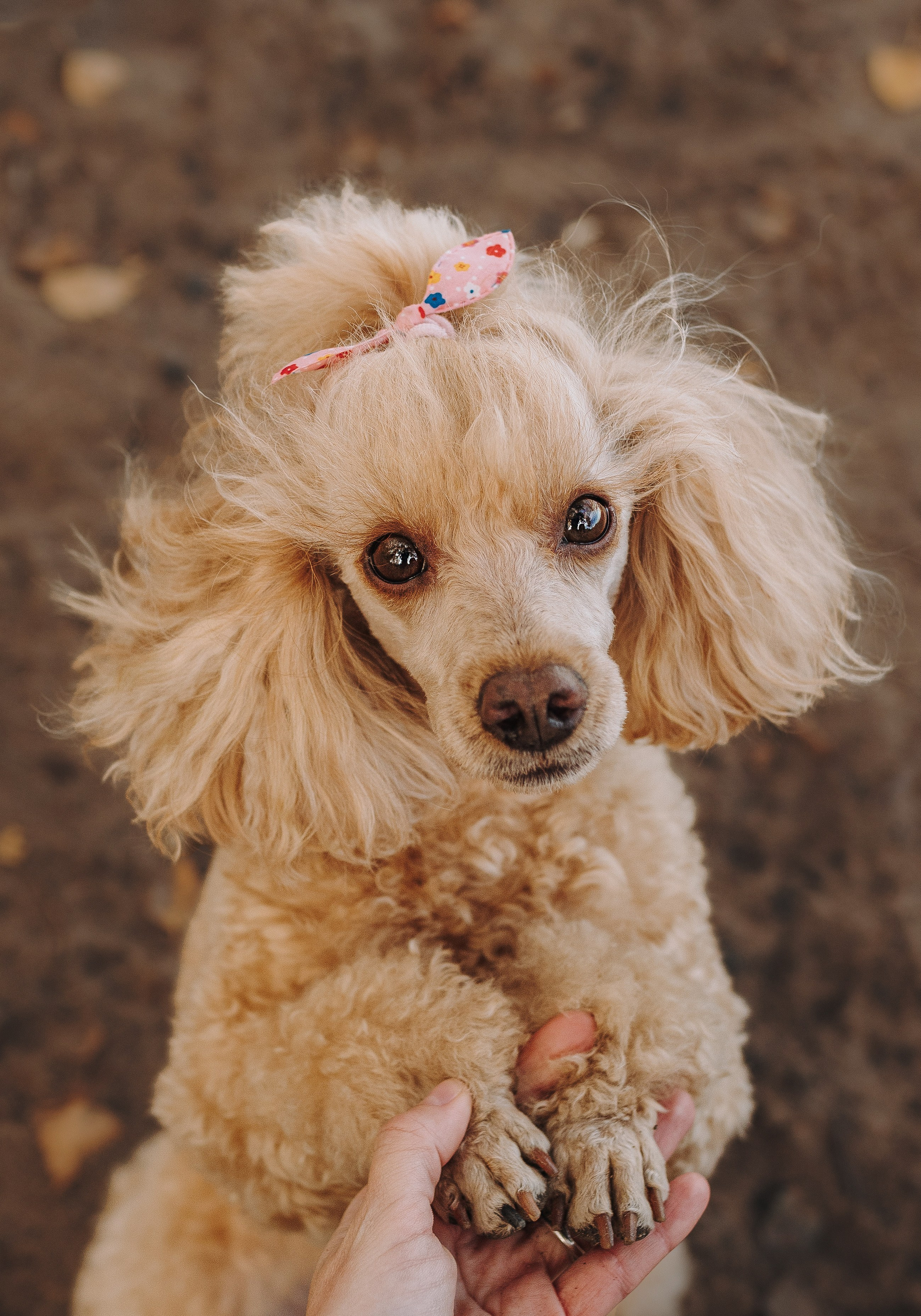 Фотосессия с собакой на пляже. Фотограф анималист в Спб недорого Олеся Майорова