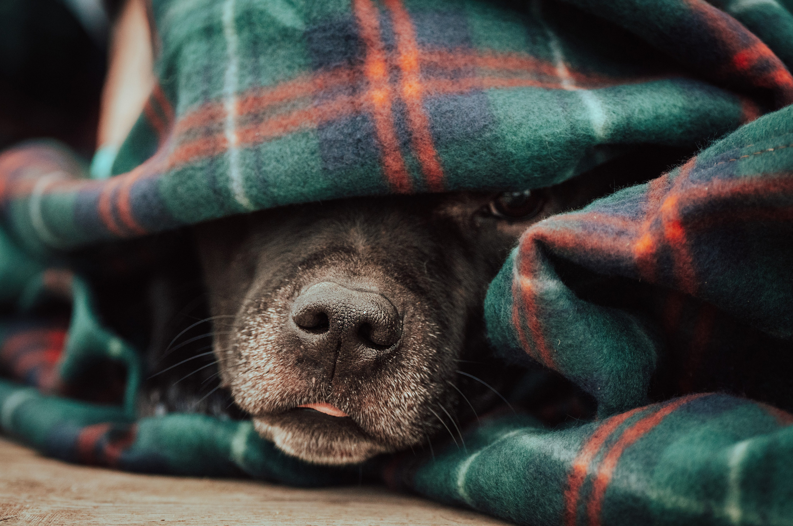 Фотограф анималист в Санкт-Петербурге. Фотограф анималист в Спб недорого Олеся Майорова