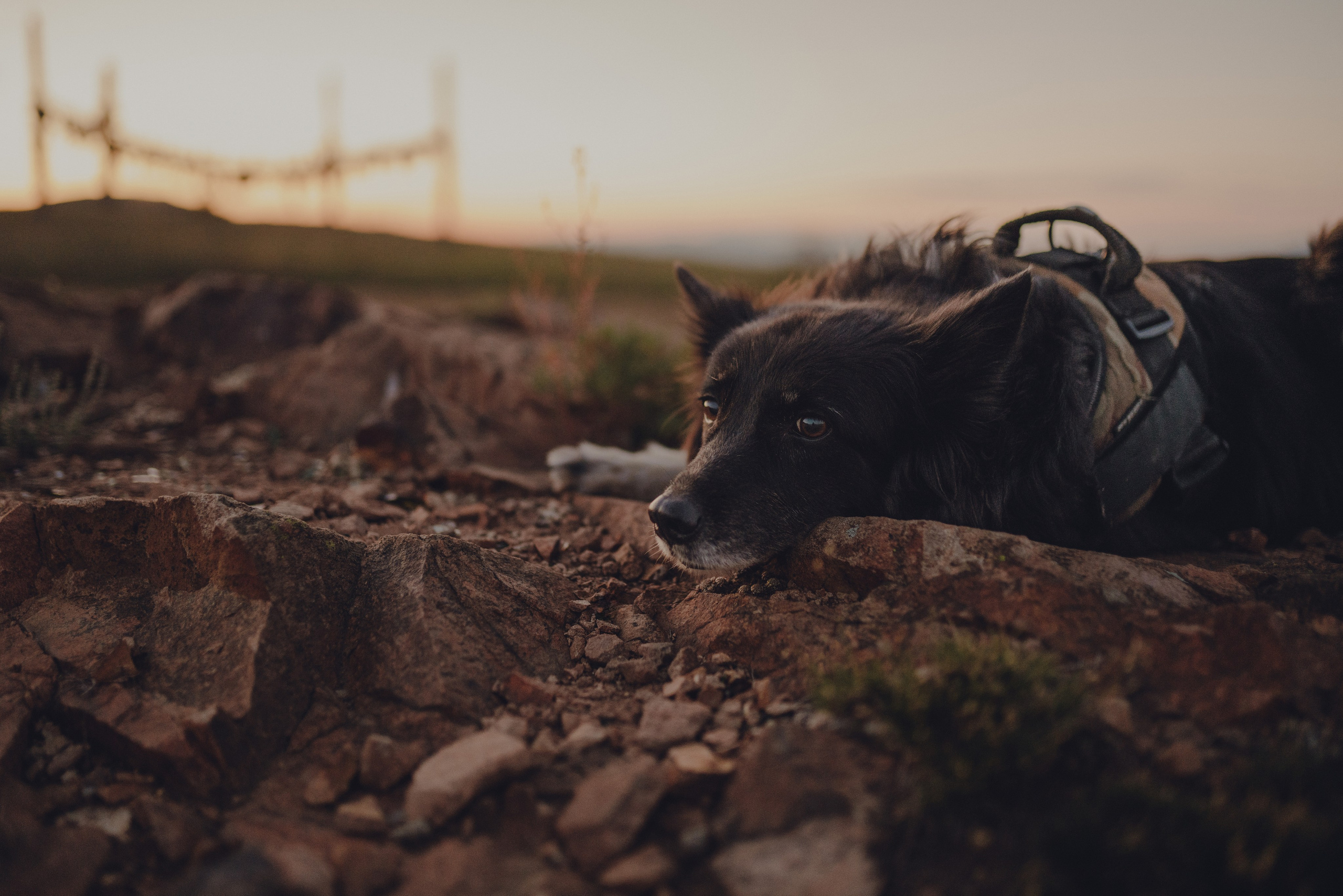 Настя и Умка. Фотограф анималист в Спб недорого Олеся Майорова