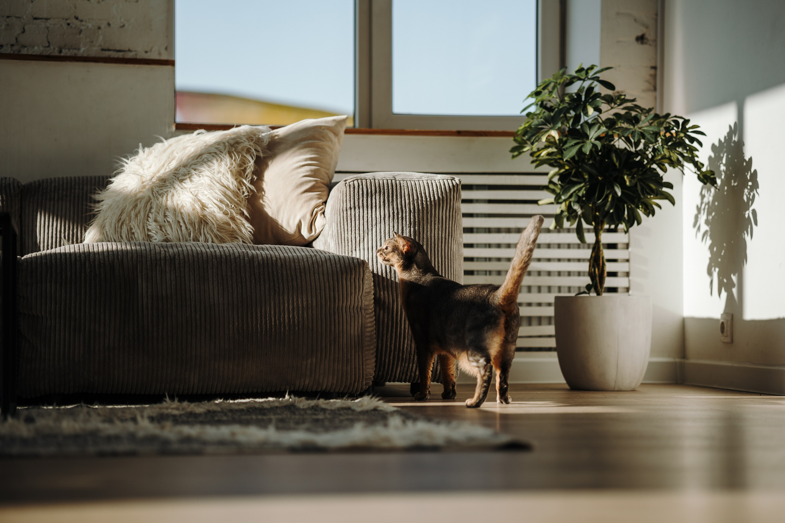 Циско и его семья. Фотограф — Анималист | Санкт-Петербург