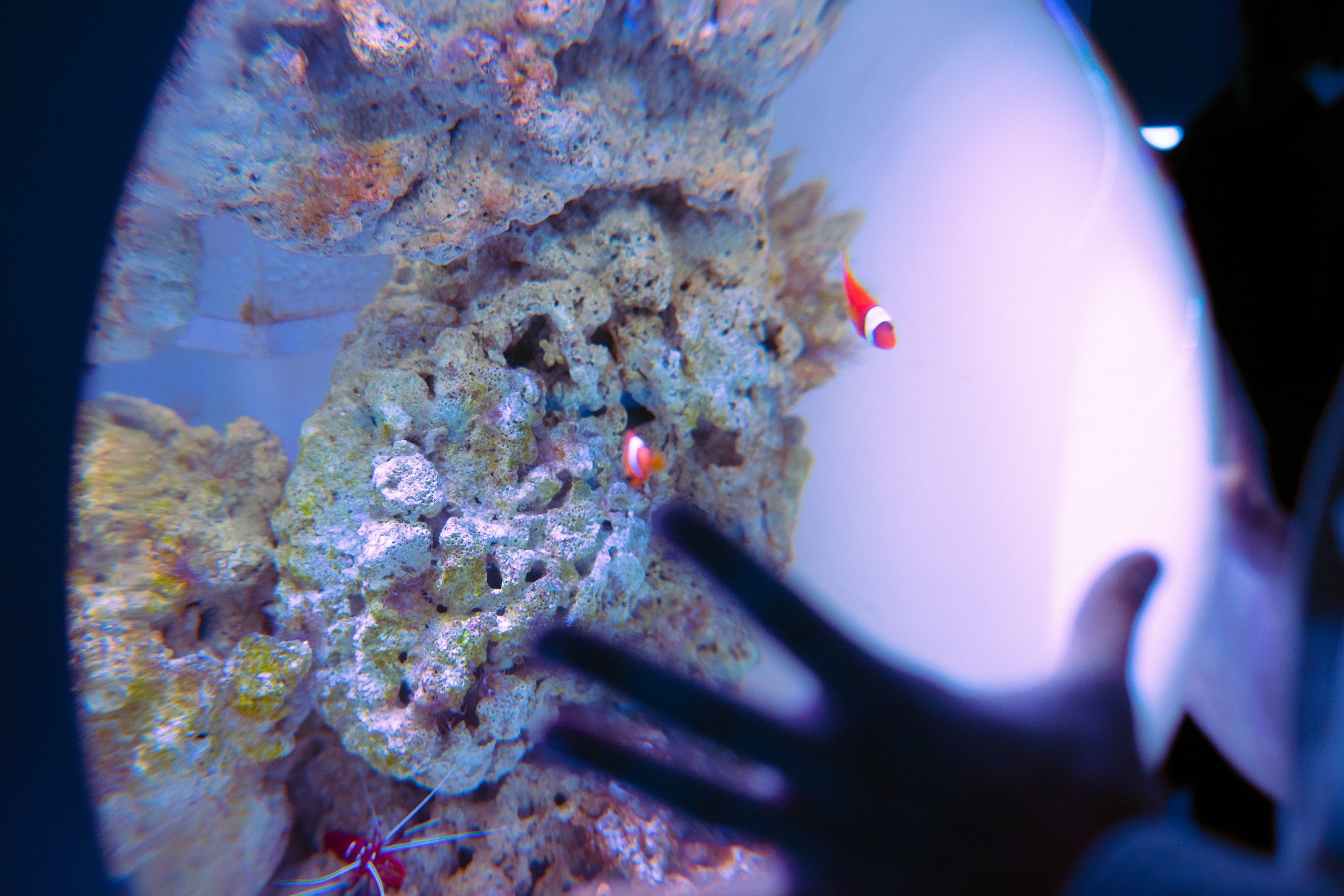 Рыбы. Фотограф Томск Новосибирск Елизавета Вахтеева