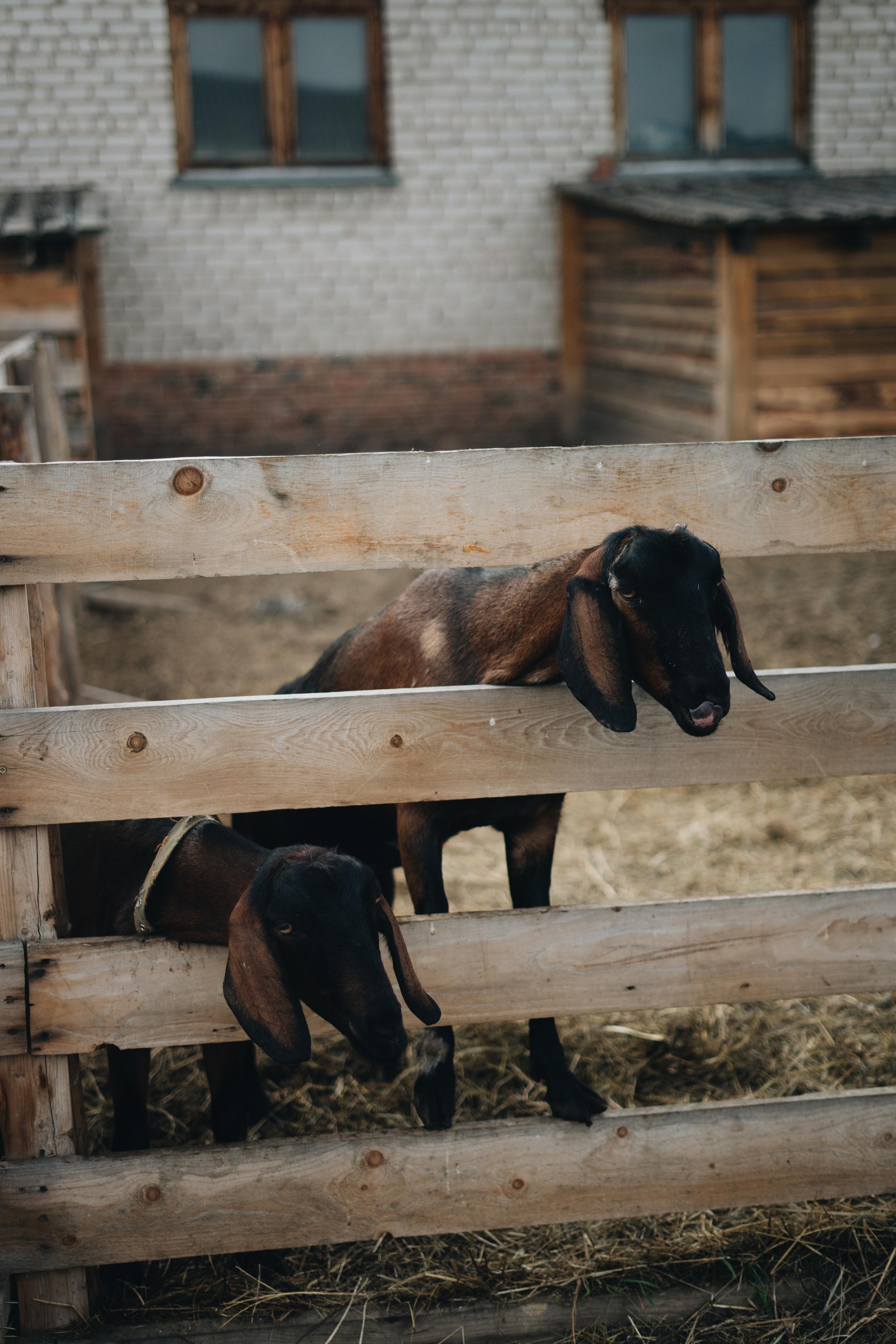 Лето. Фотограф Томск Новосибирск Елизавета Вахтеева