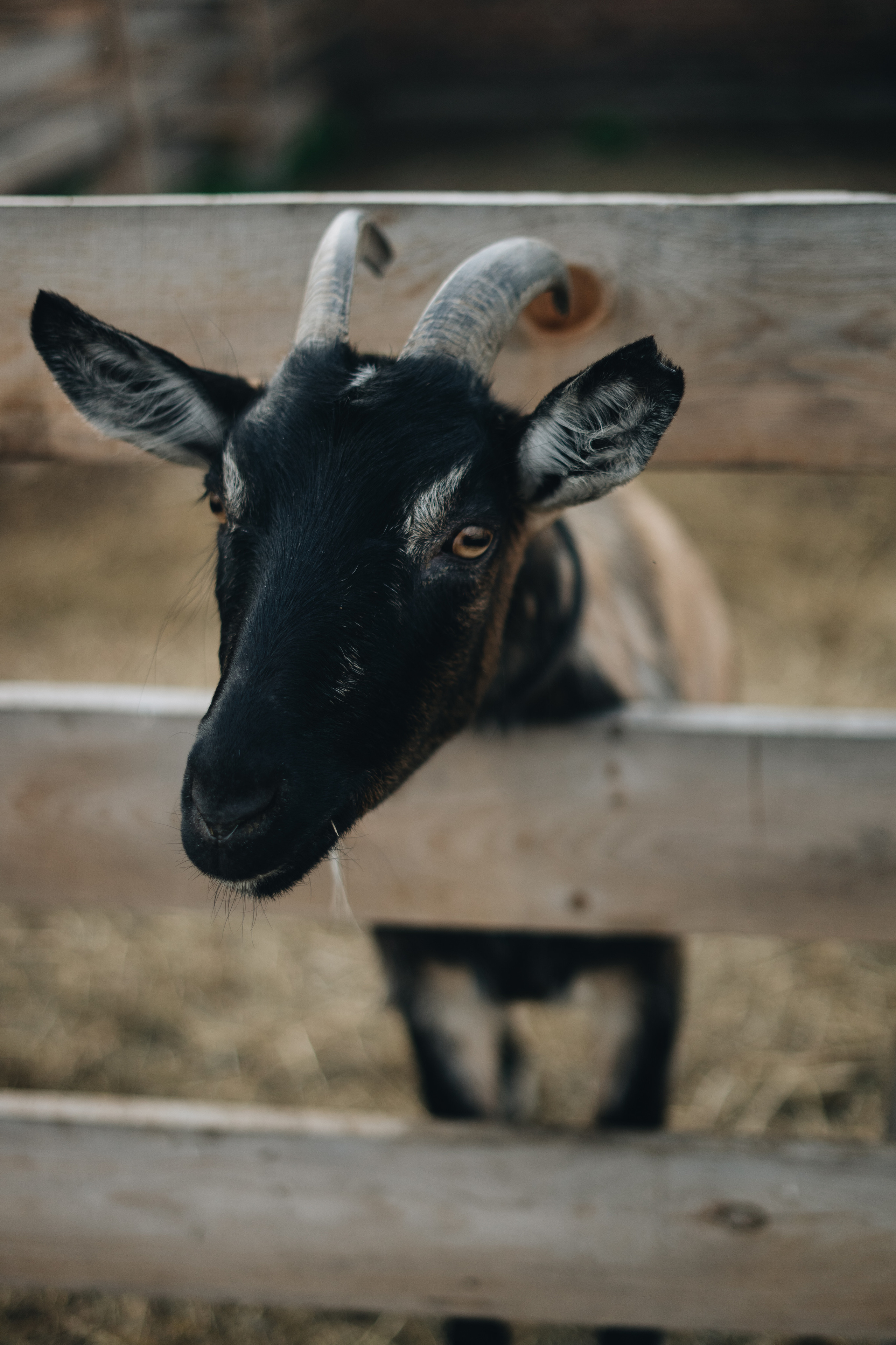 Лето. Фотограф Томск Новосибирск Елизавета Вахтеева