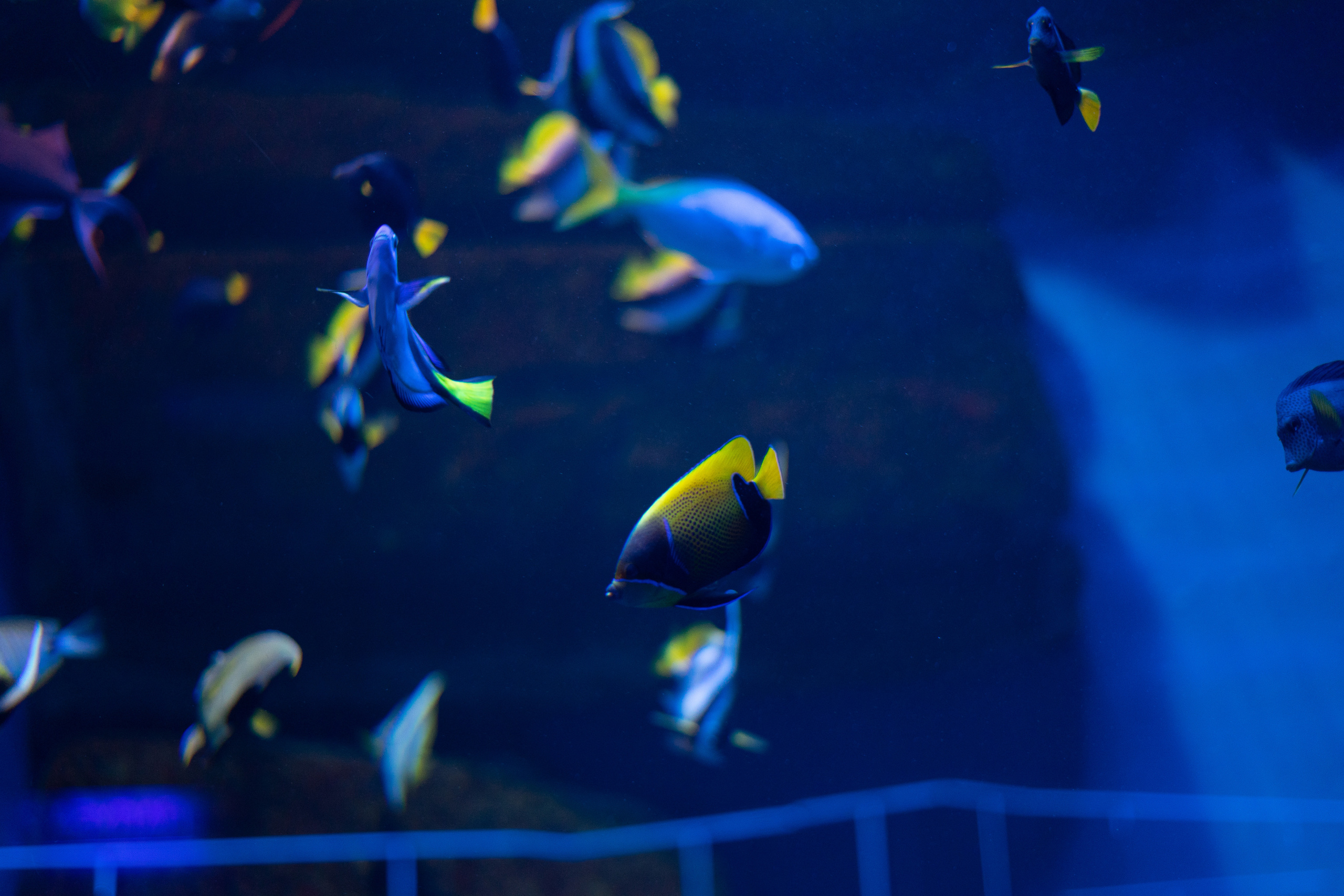 Рыбы. Фотограф Томск Новосибирск Елизавета Вахтеева