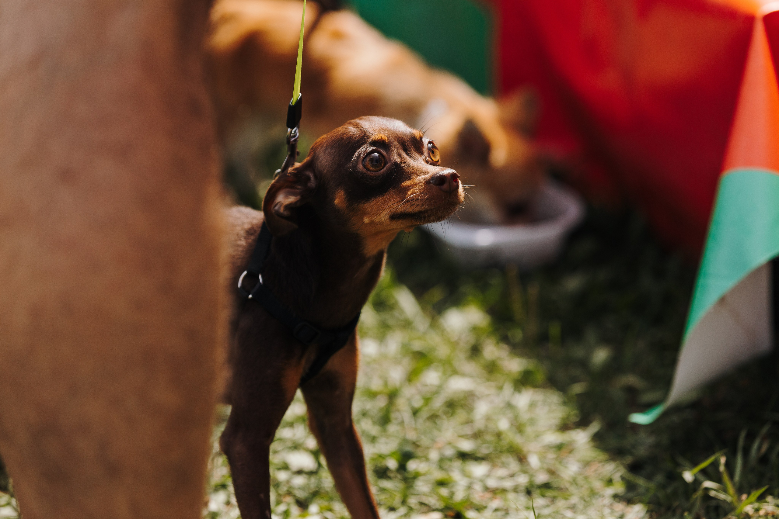 Petshop Sup day. Фотограф анималист Кристина Карпова, Москва