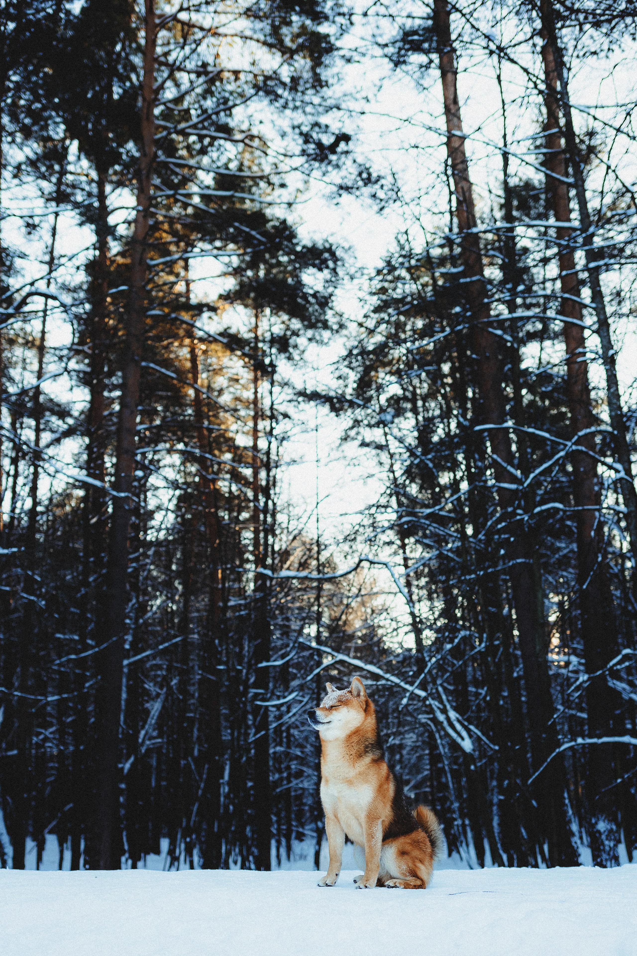 Шед, Цири и Ира