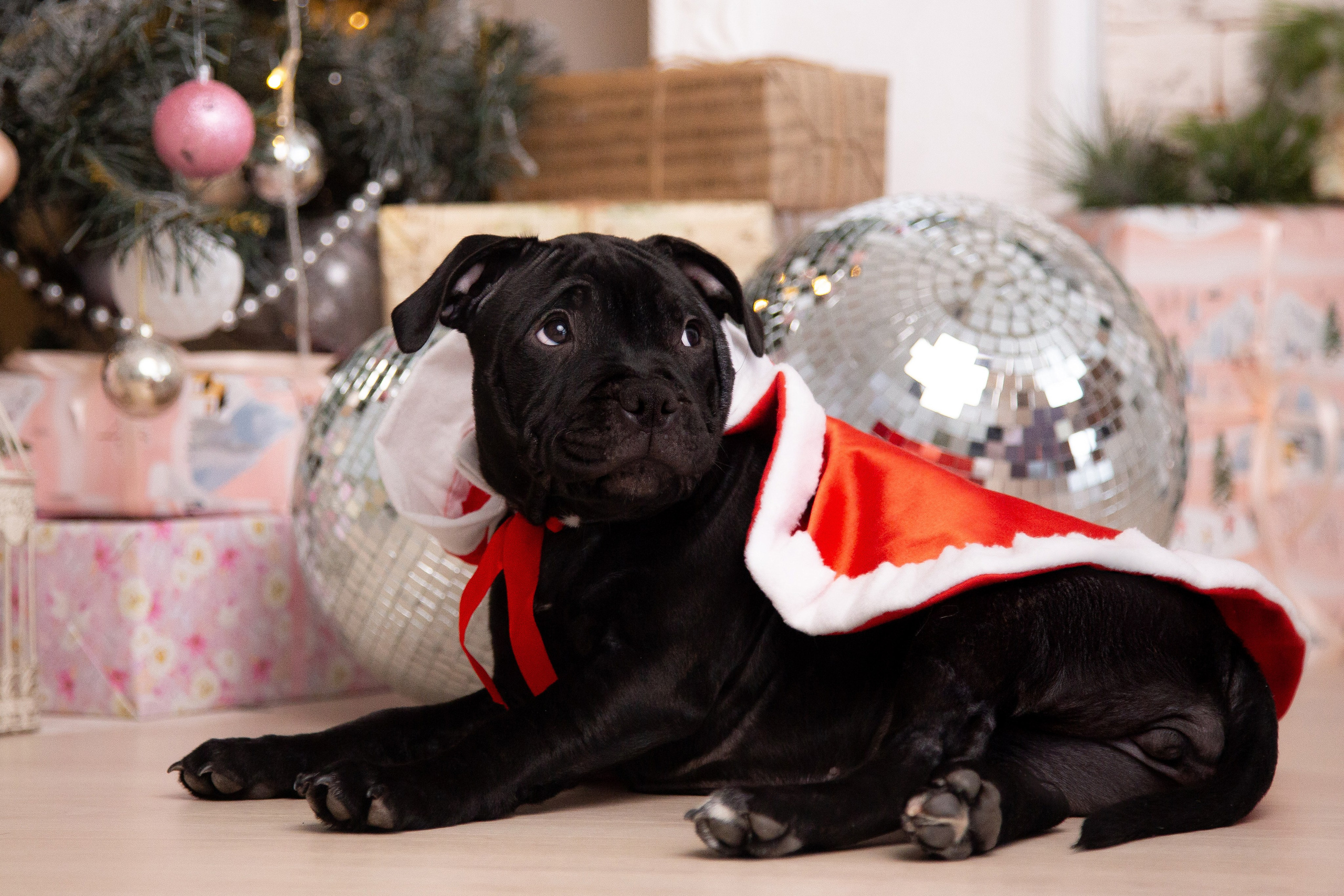 Новогодние малыши. Фотограф Анималист в Перми Анастасия Остерман